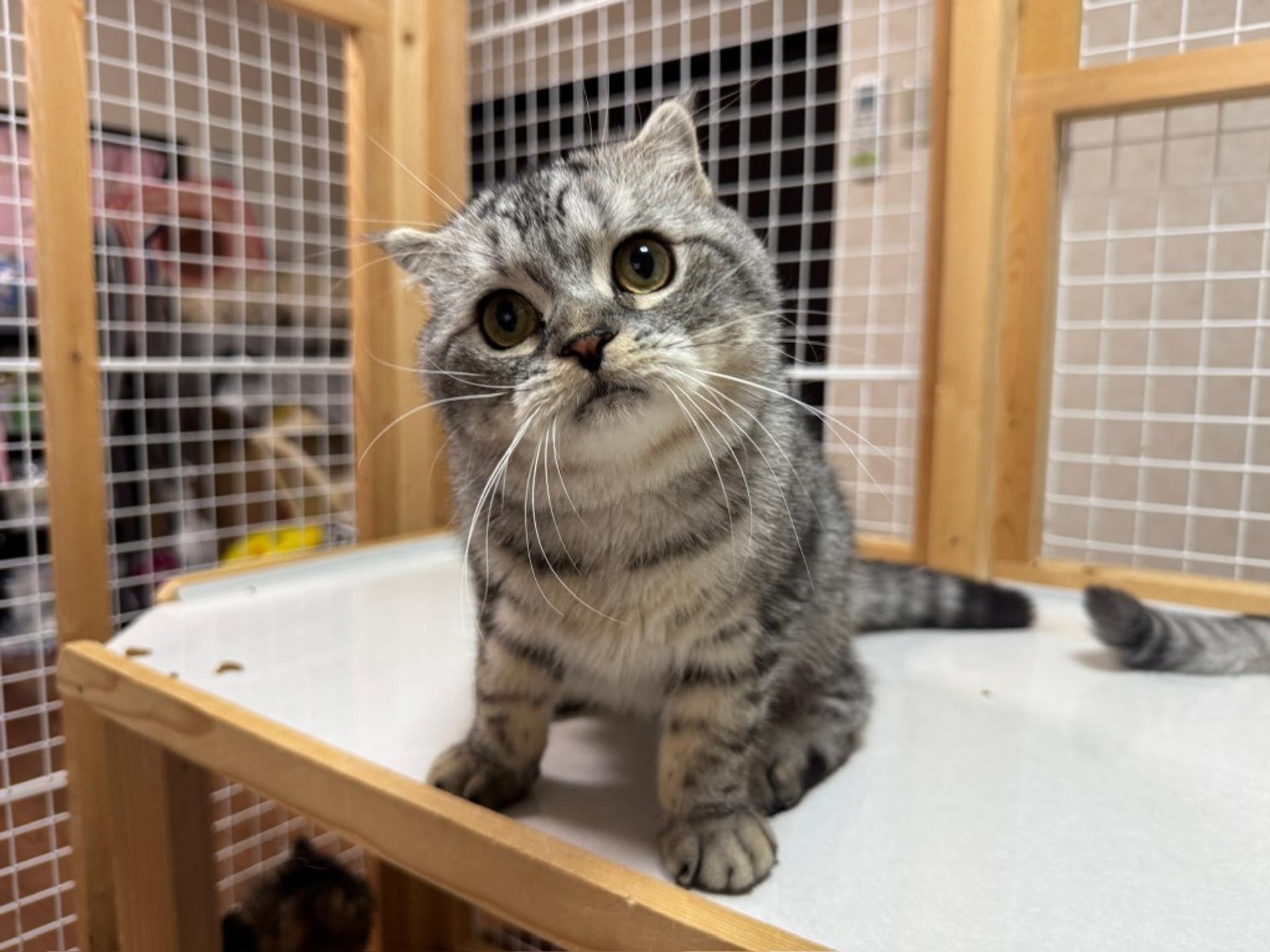 pet-image-7