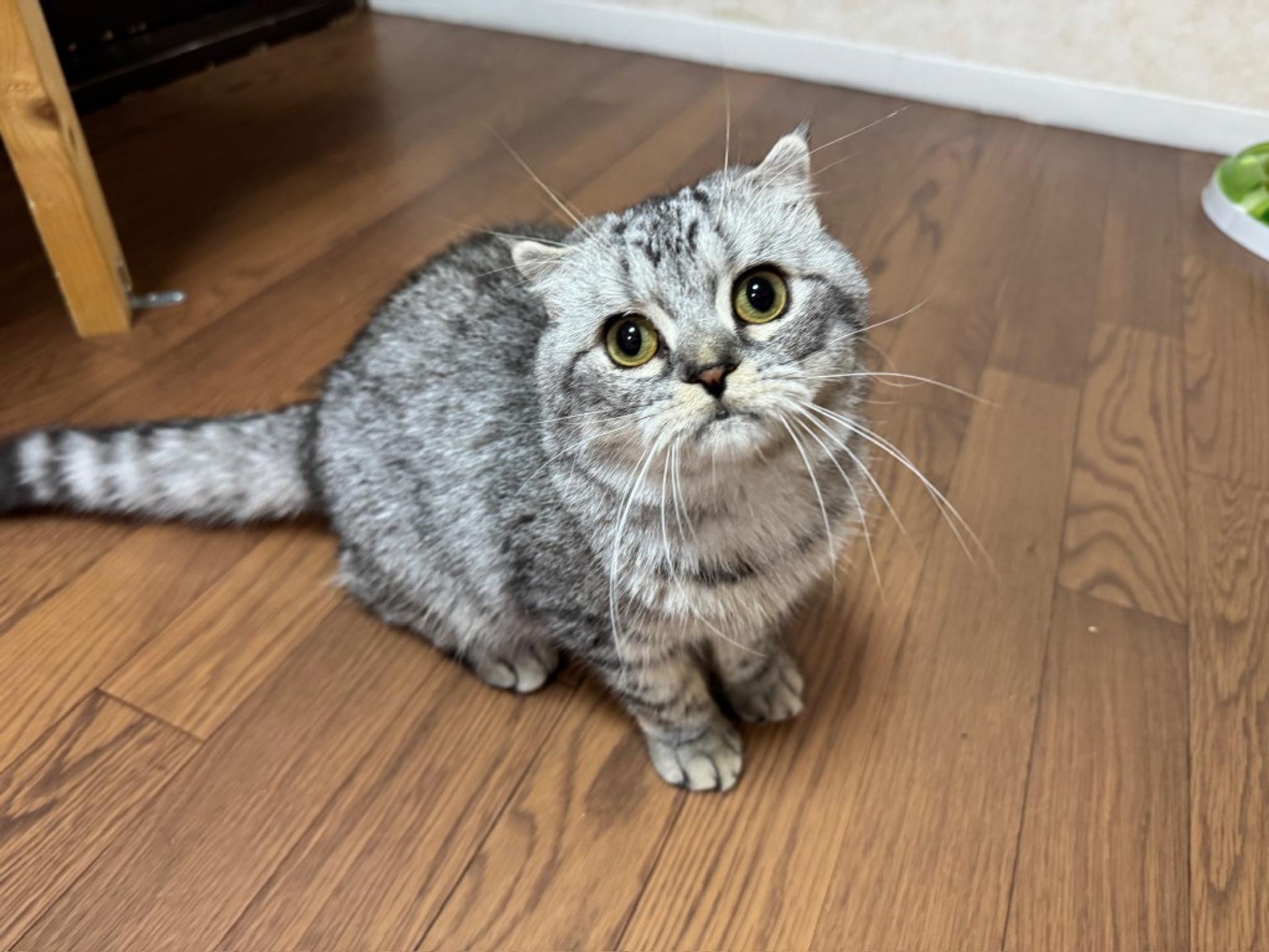 pet-image-4