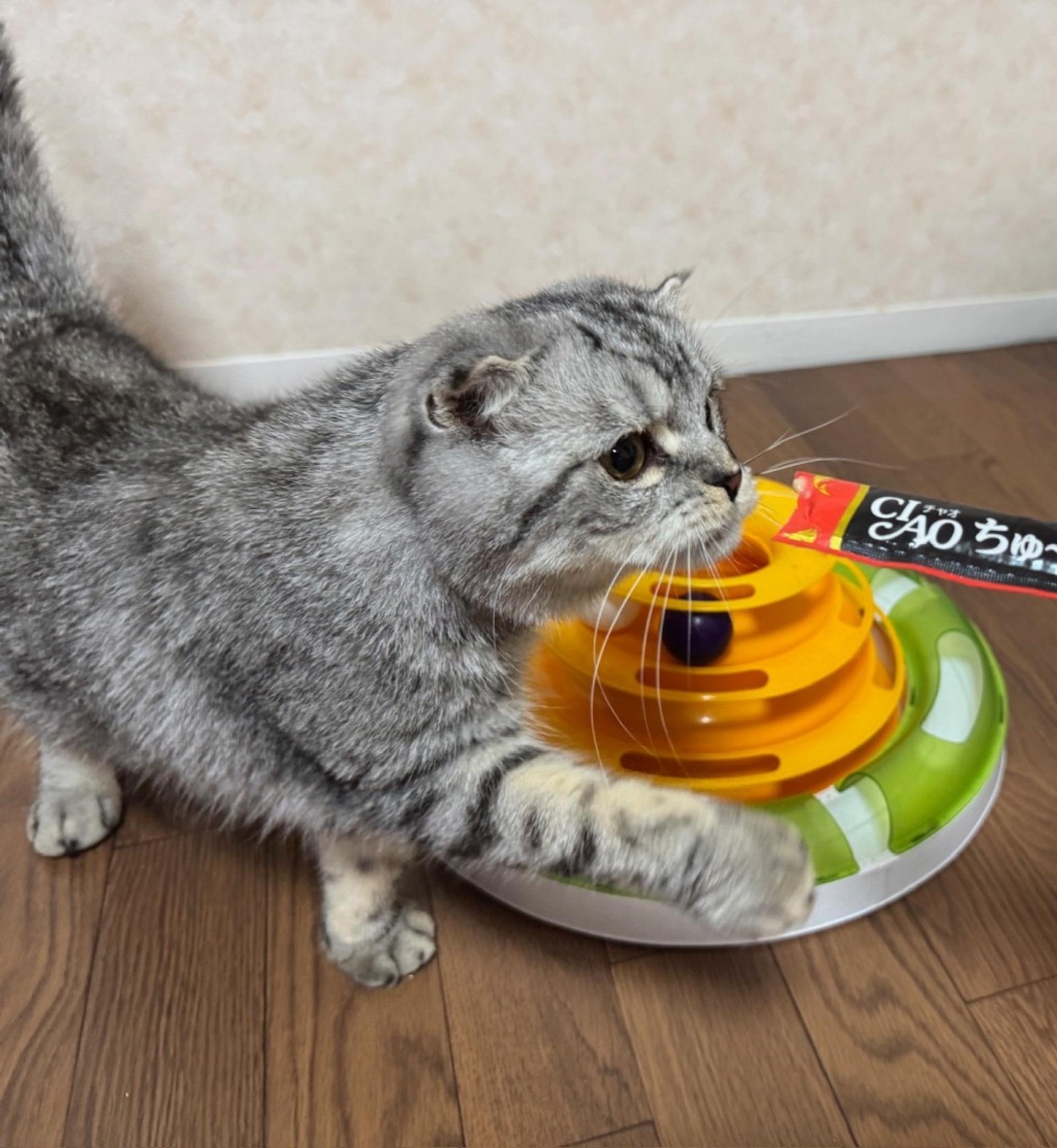 pet-image-5
