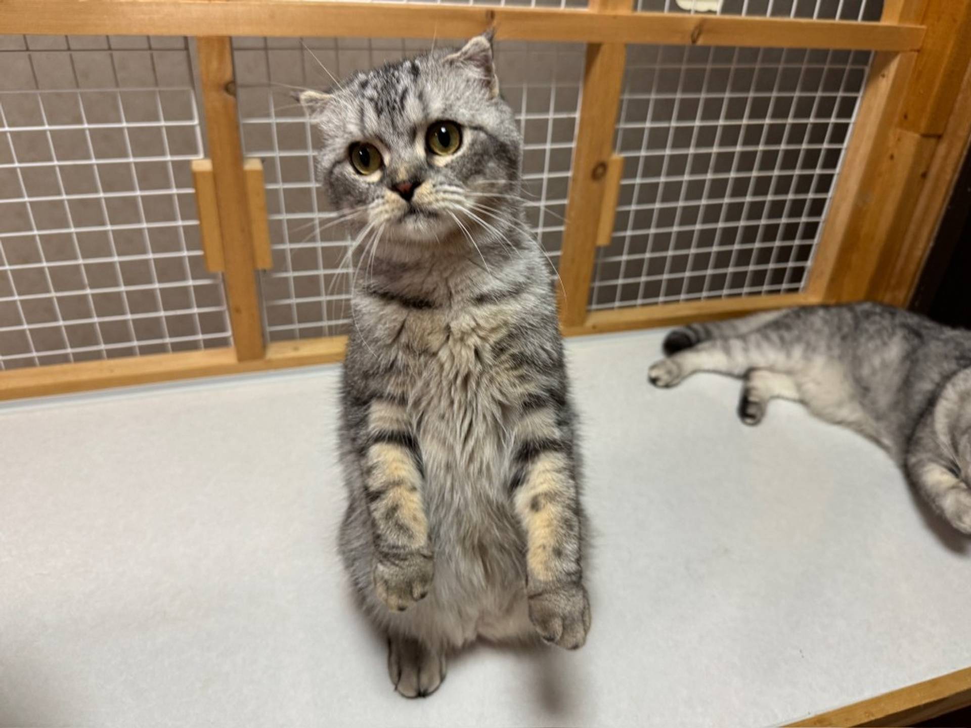 スコティッシュフォールド・オスの里親募集の写真