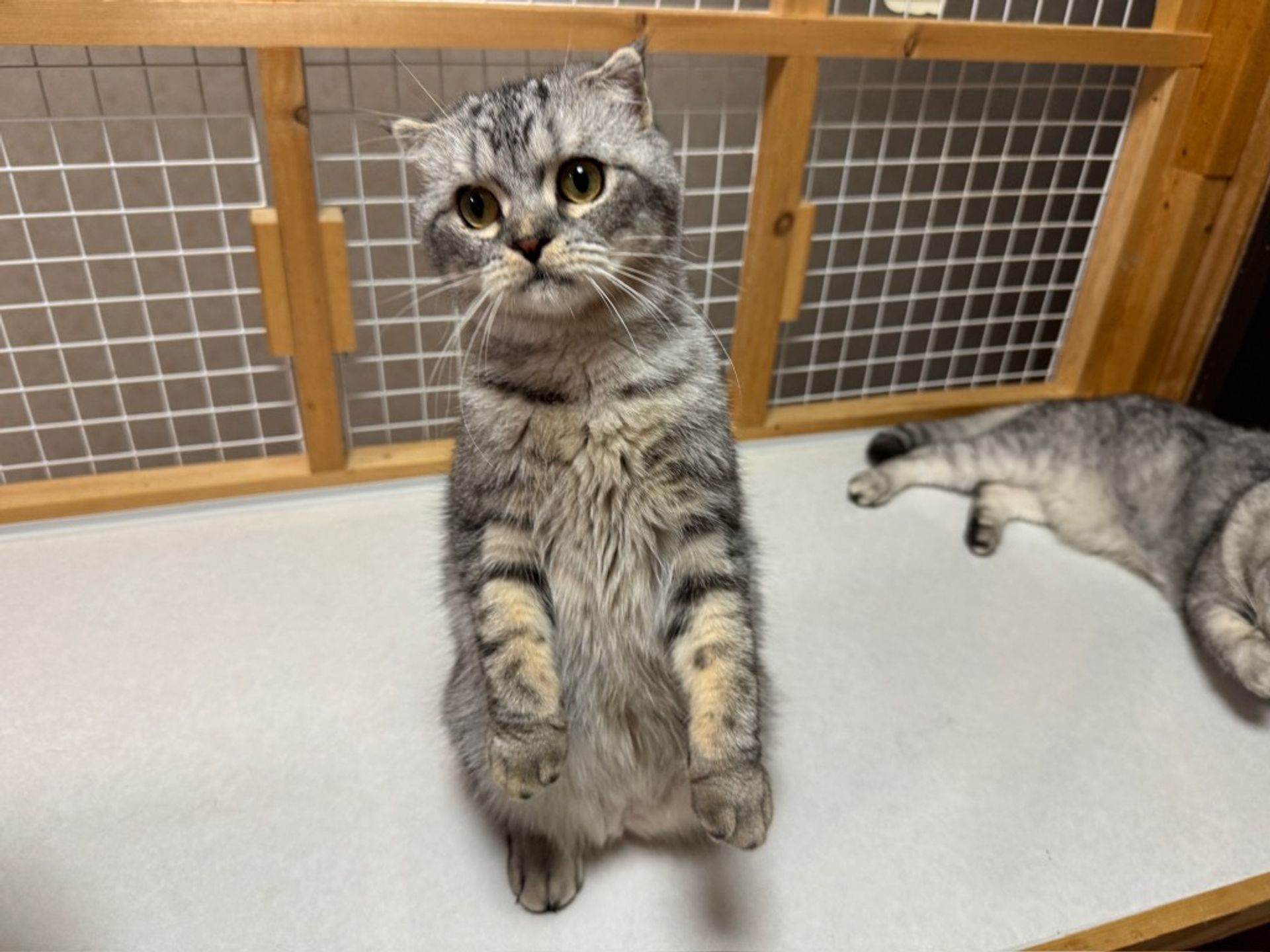 スコティッシュフォールド・オスの里親募集の写真
