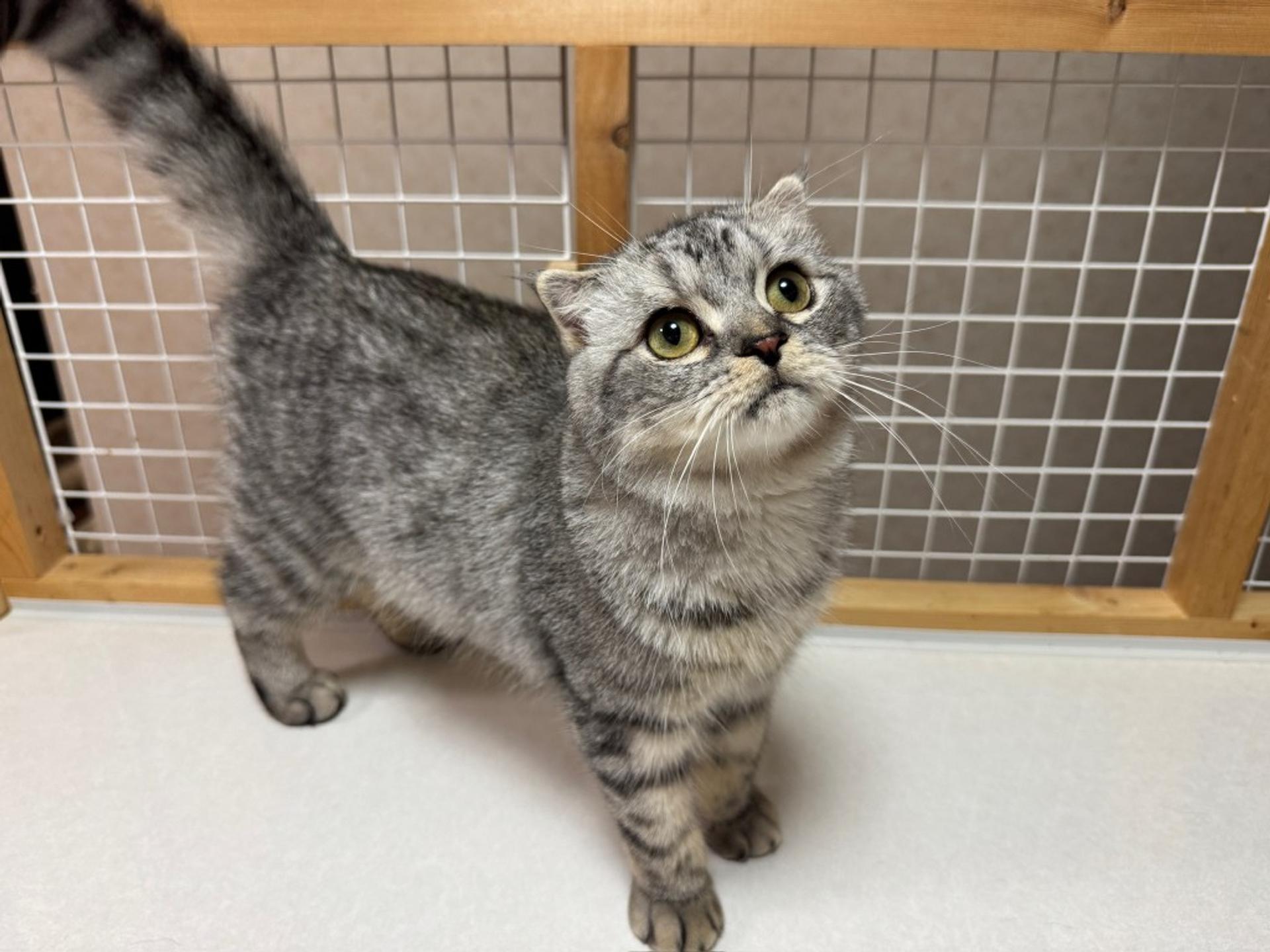 pet-image-3