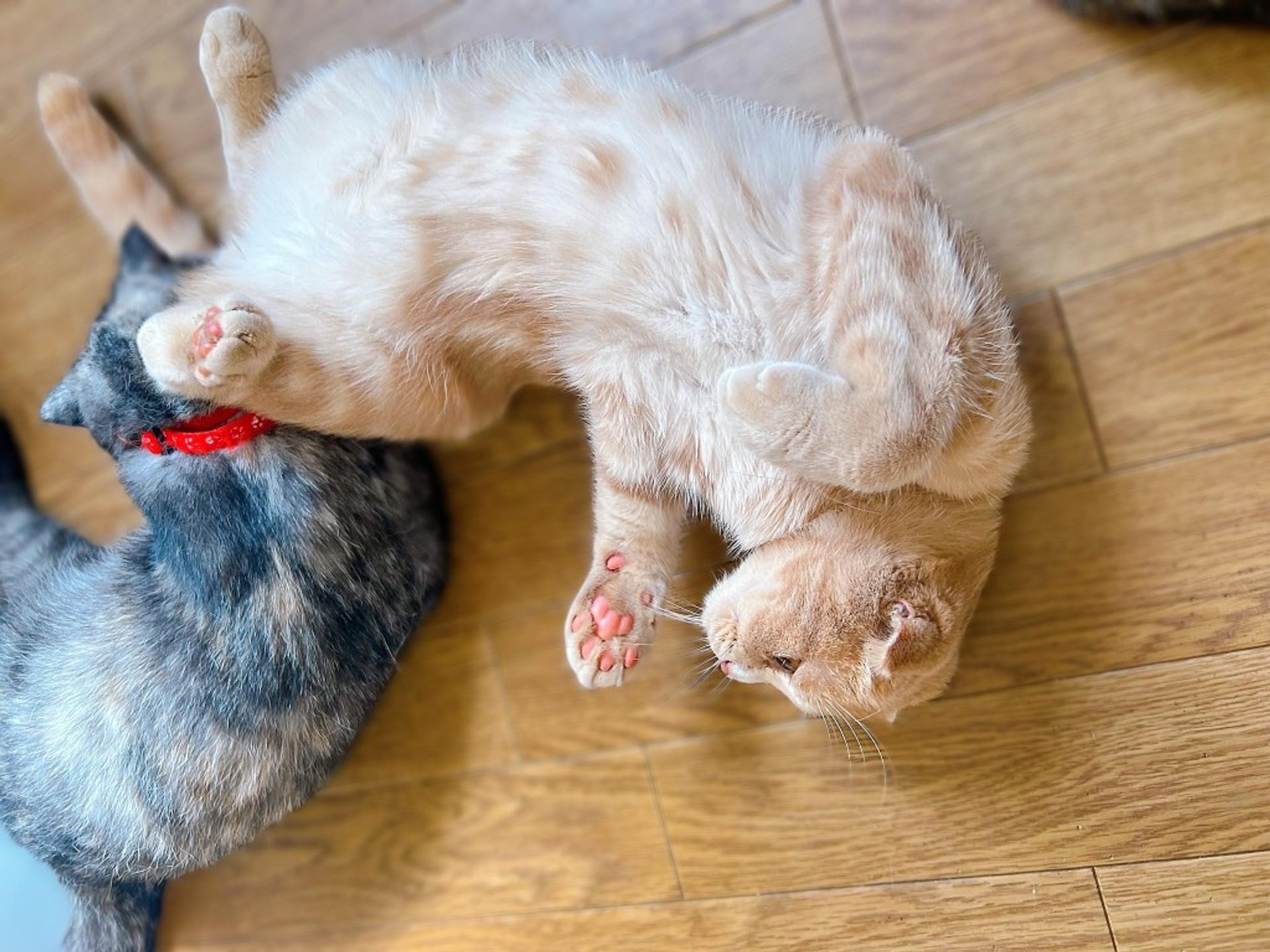pet-image-3