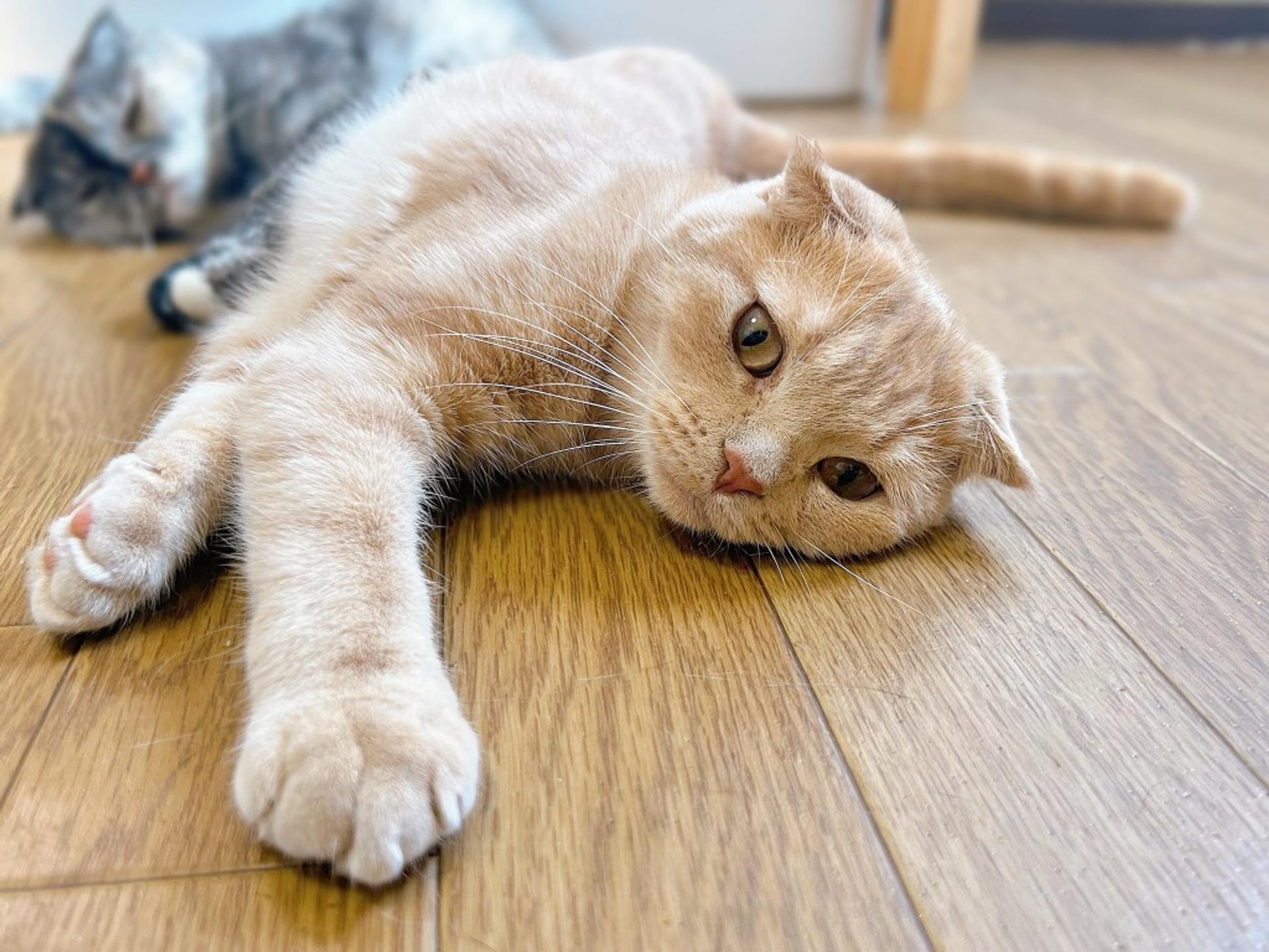 pet-image-4