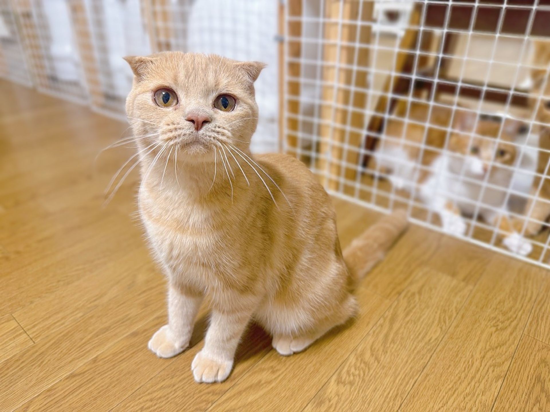 スコティッシュフォールド・オスの里親募集の写真