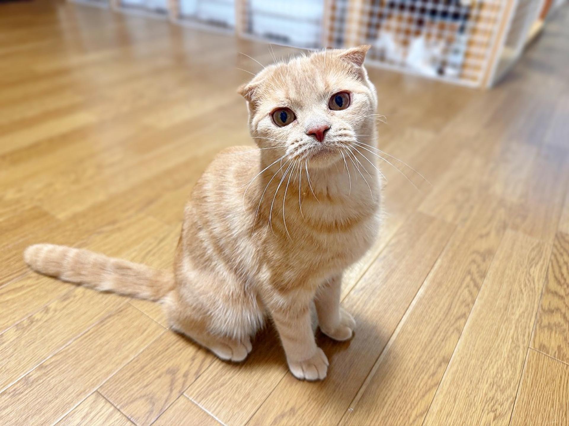 pet-image-5