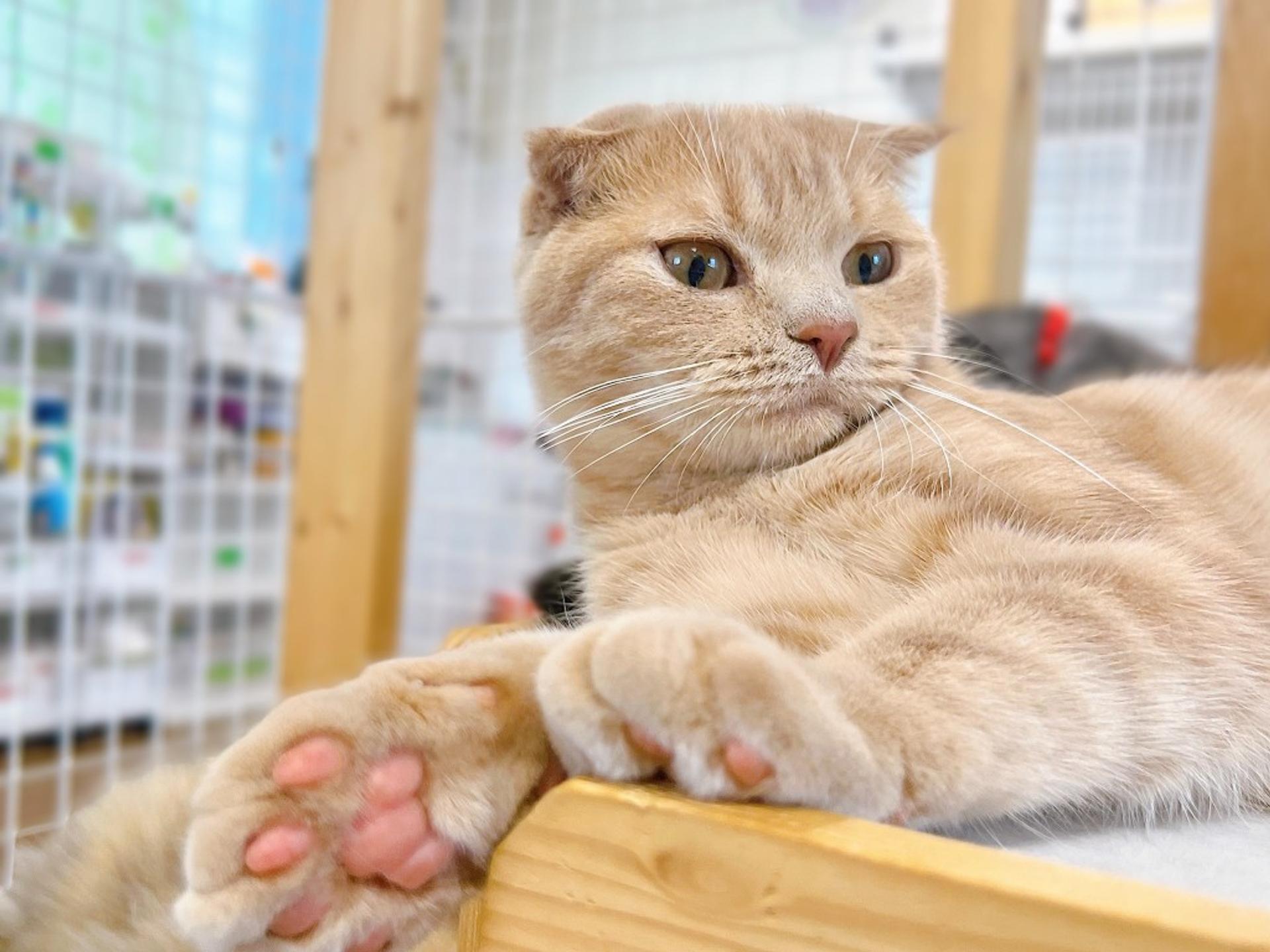 pet-image-6