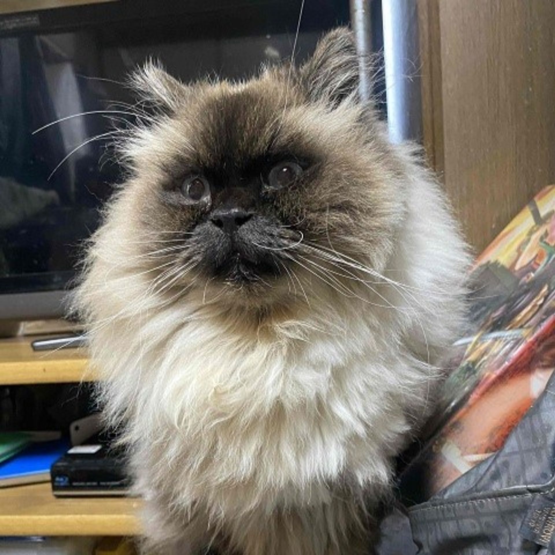 ヒマラヤン・オスの里親募集の写真