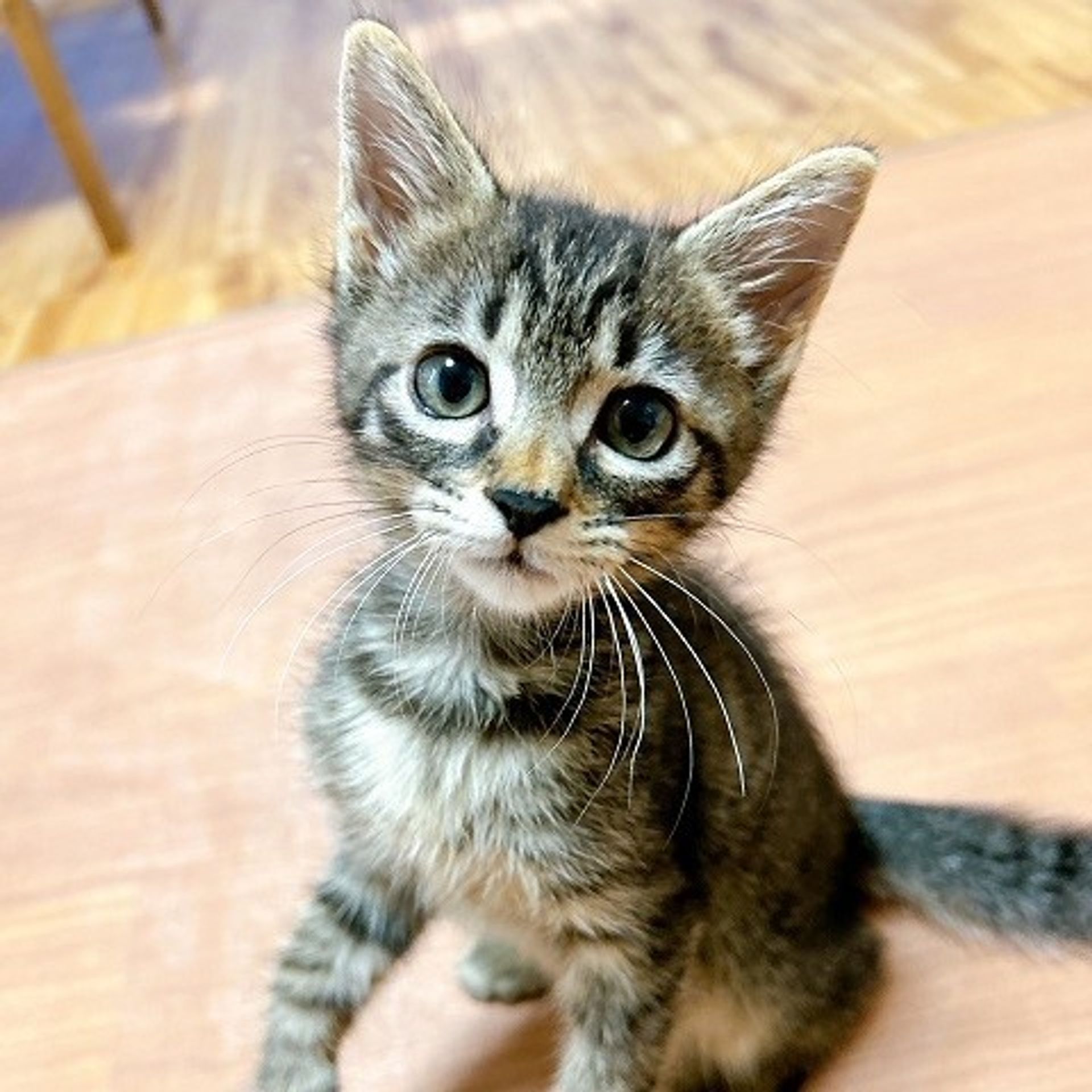 雑種（ミックス猫）・オスの里親募集の写真