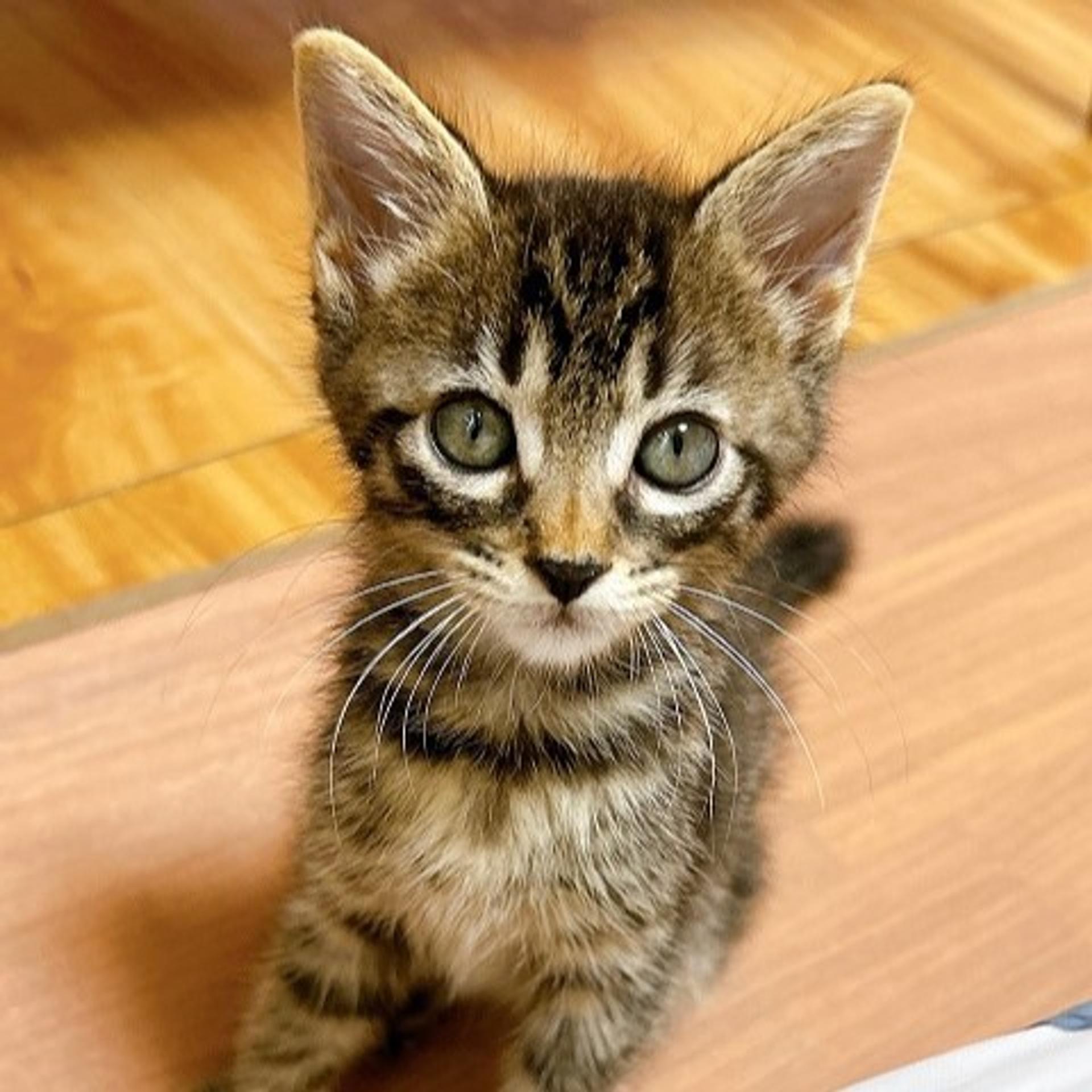 pet-image-2