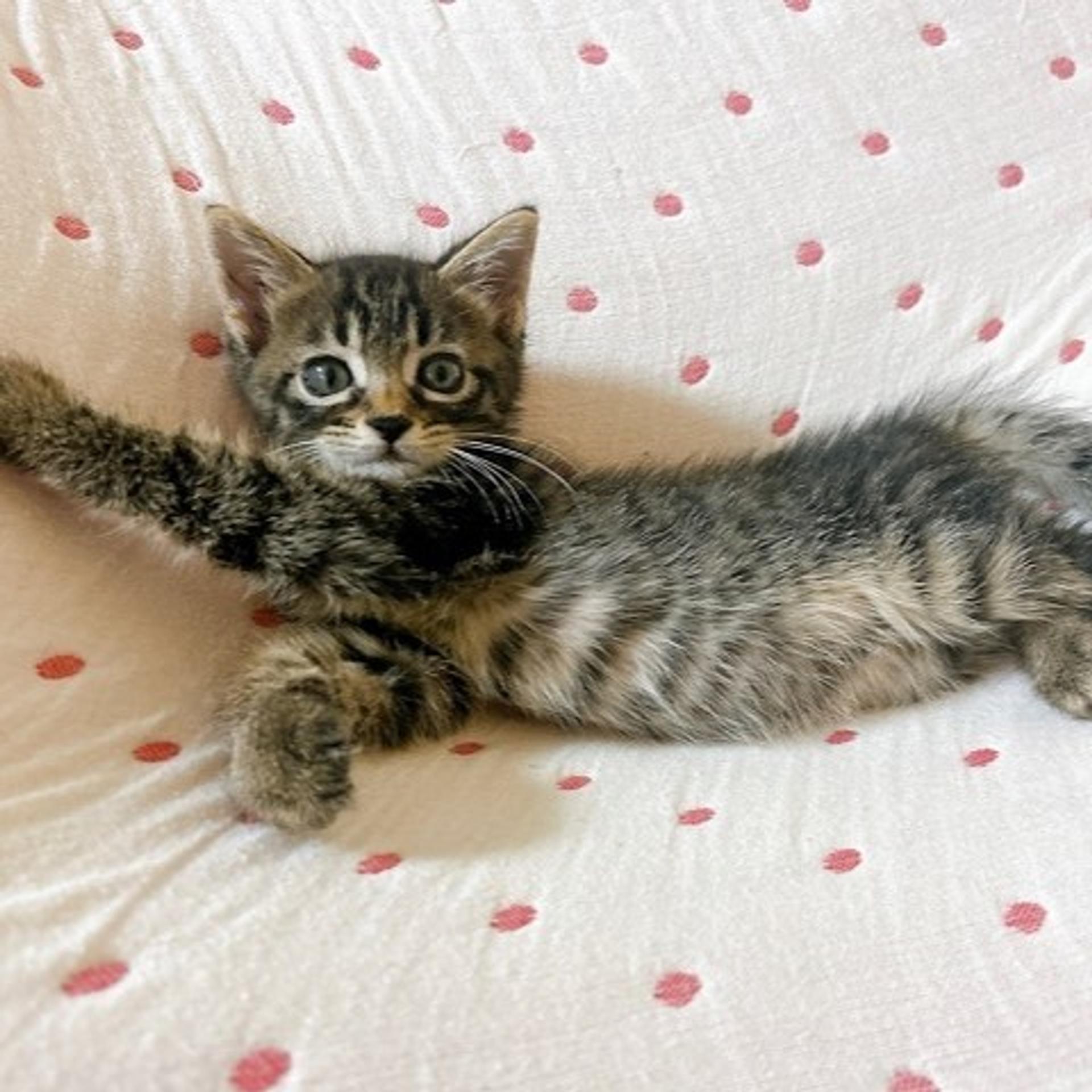 pet-image-3