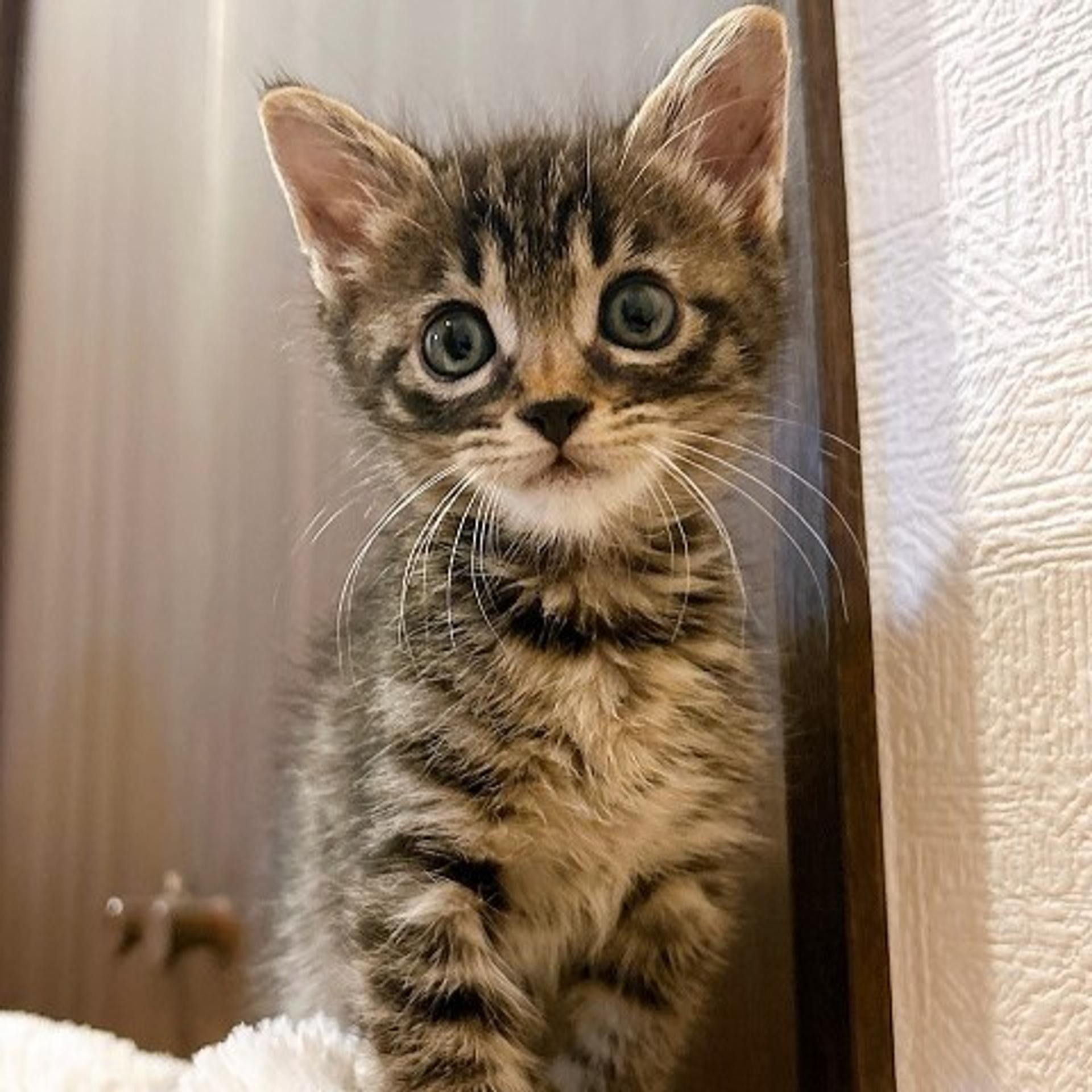 pet-image-4