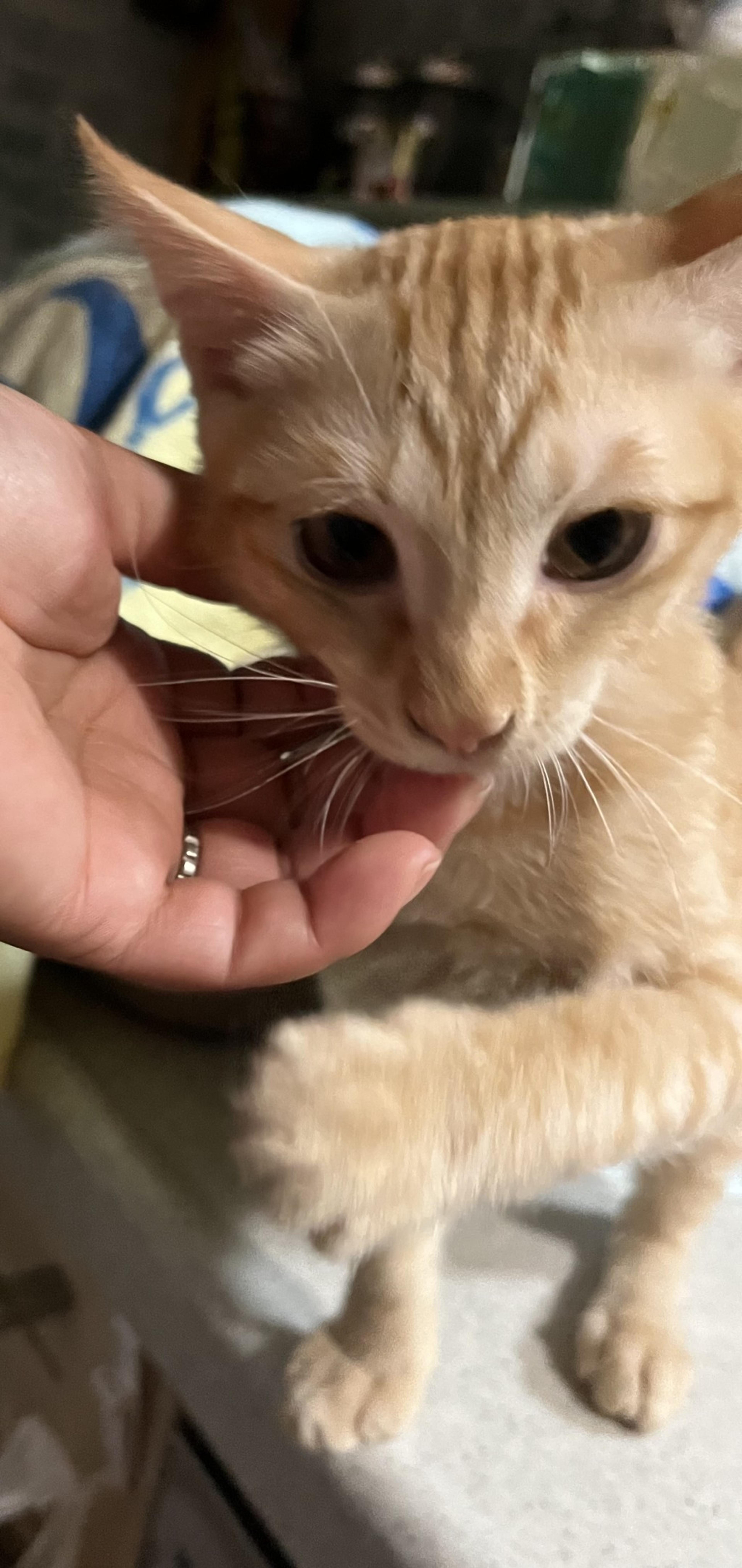 pet-image-3