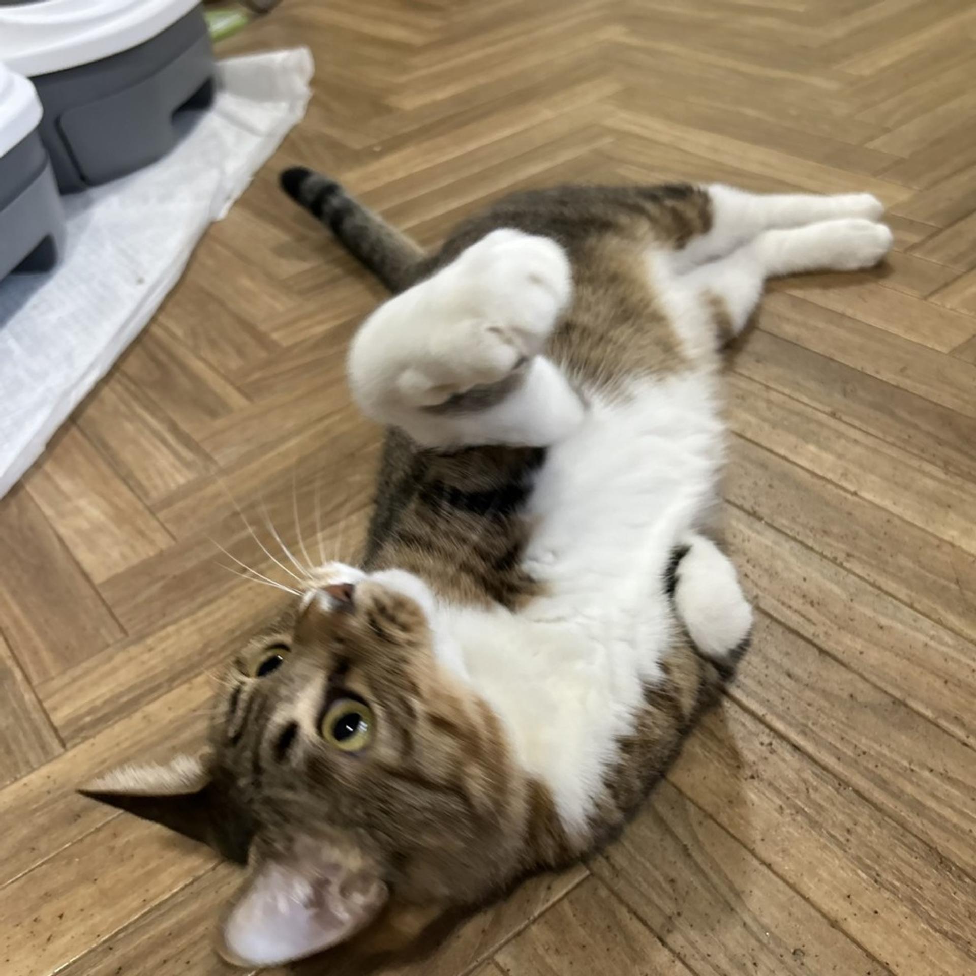 pet-image-2