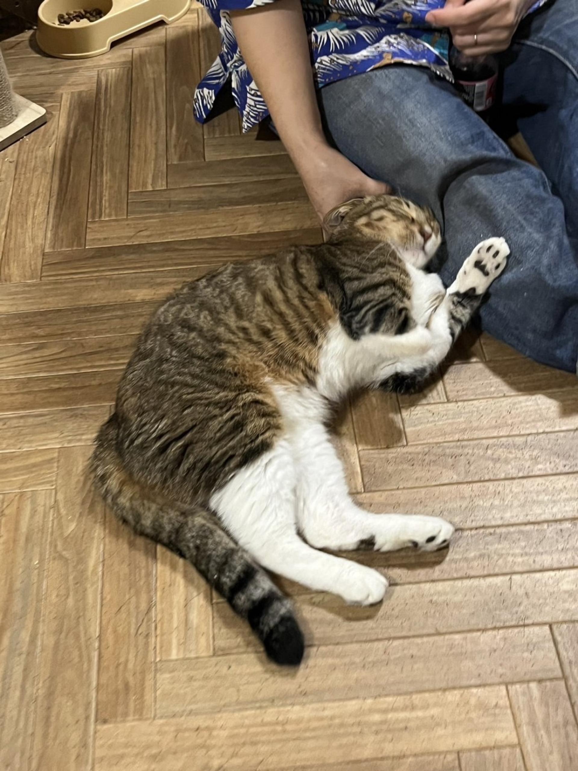 pet-image-4