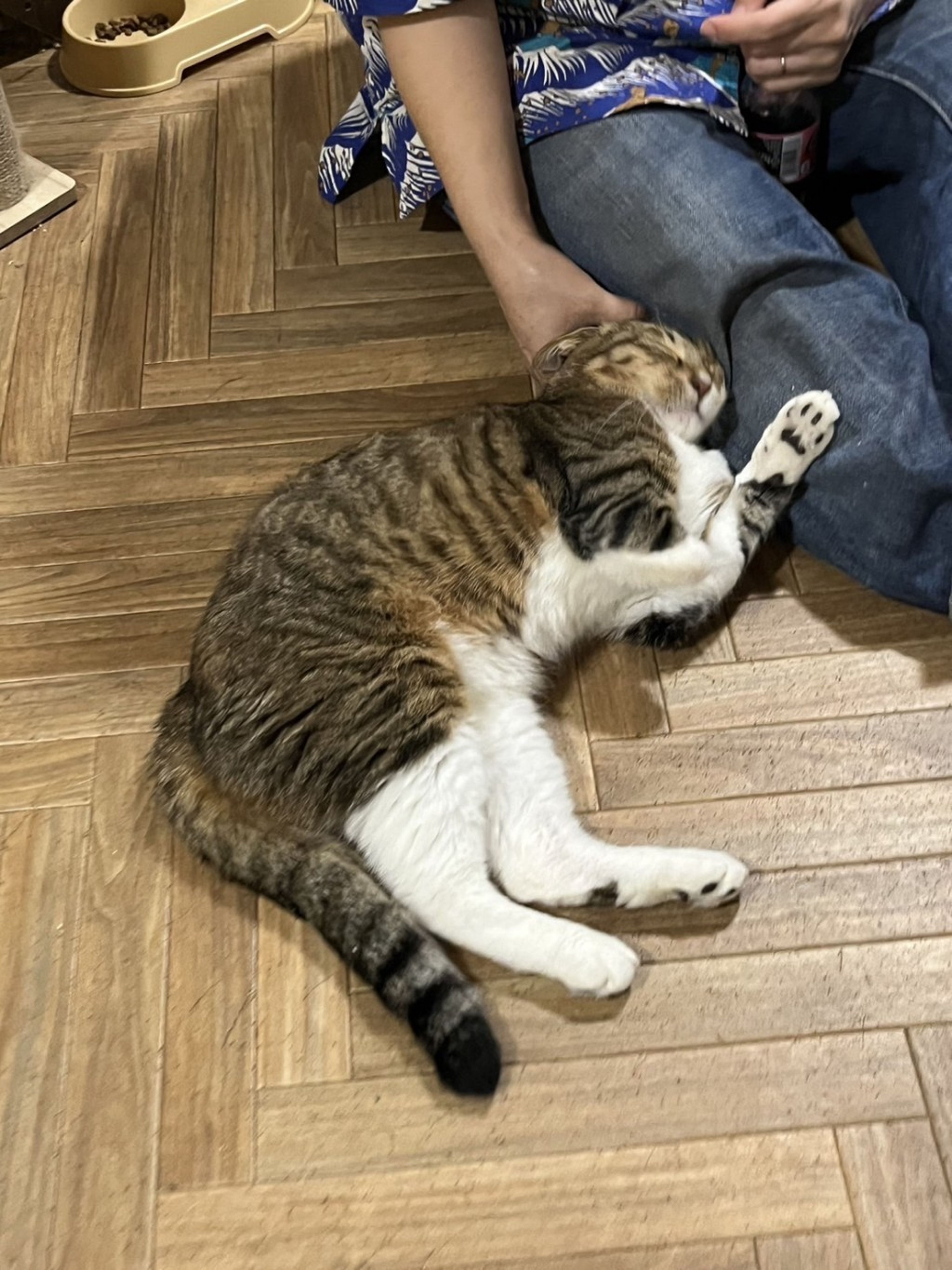 pet-image-4