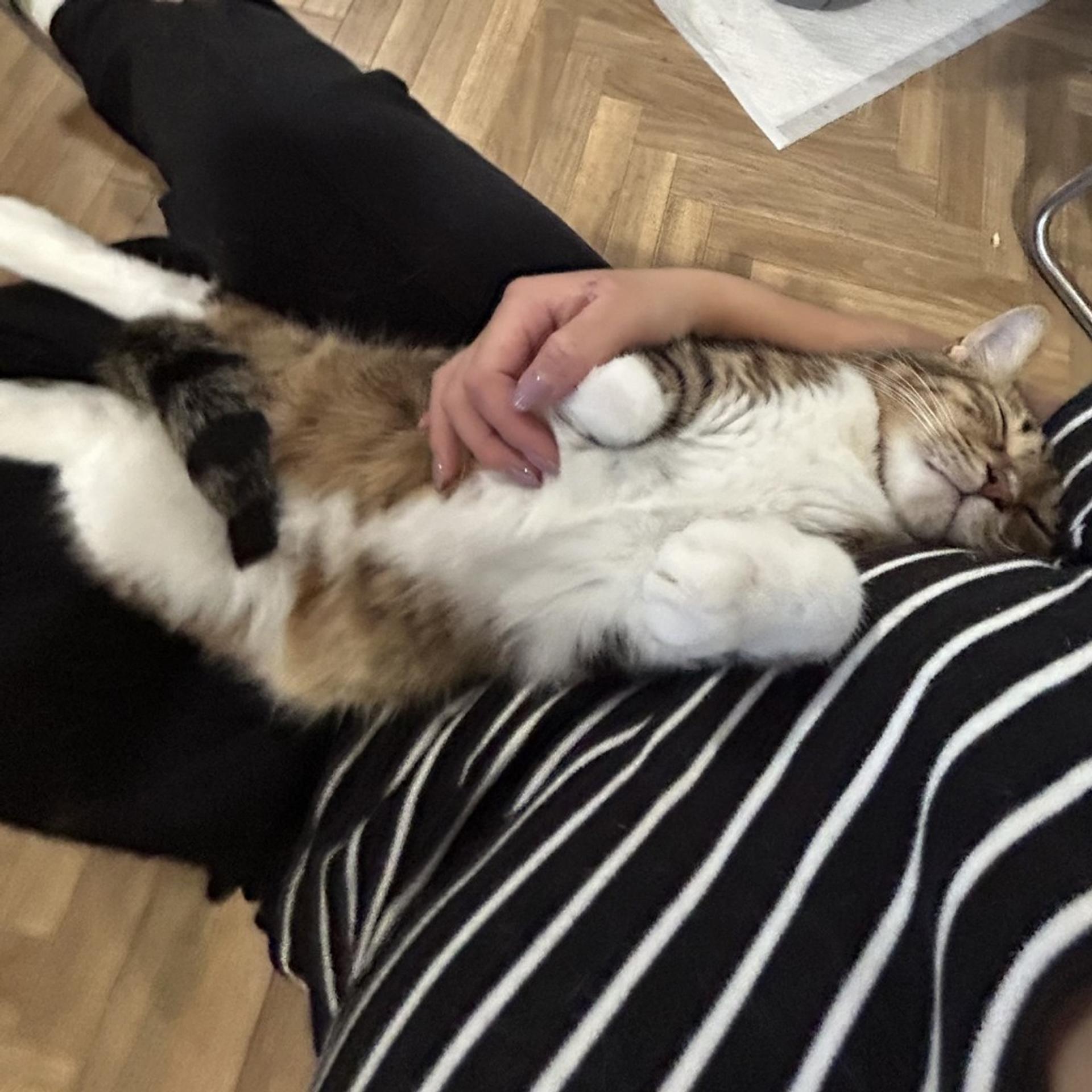 pet-image-5