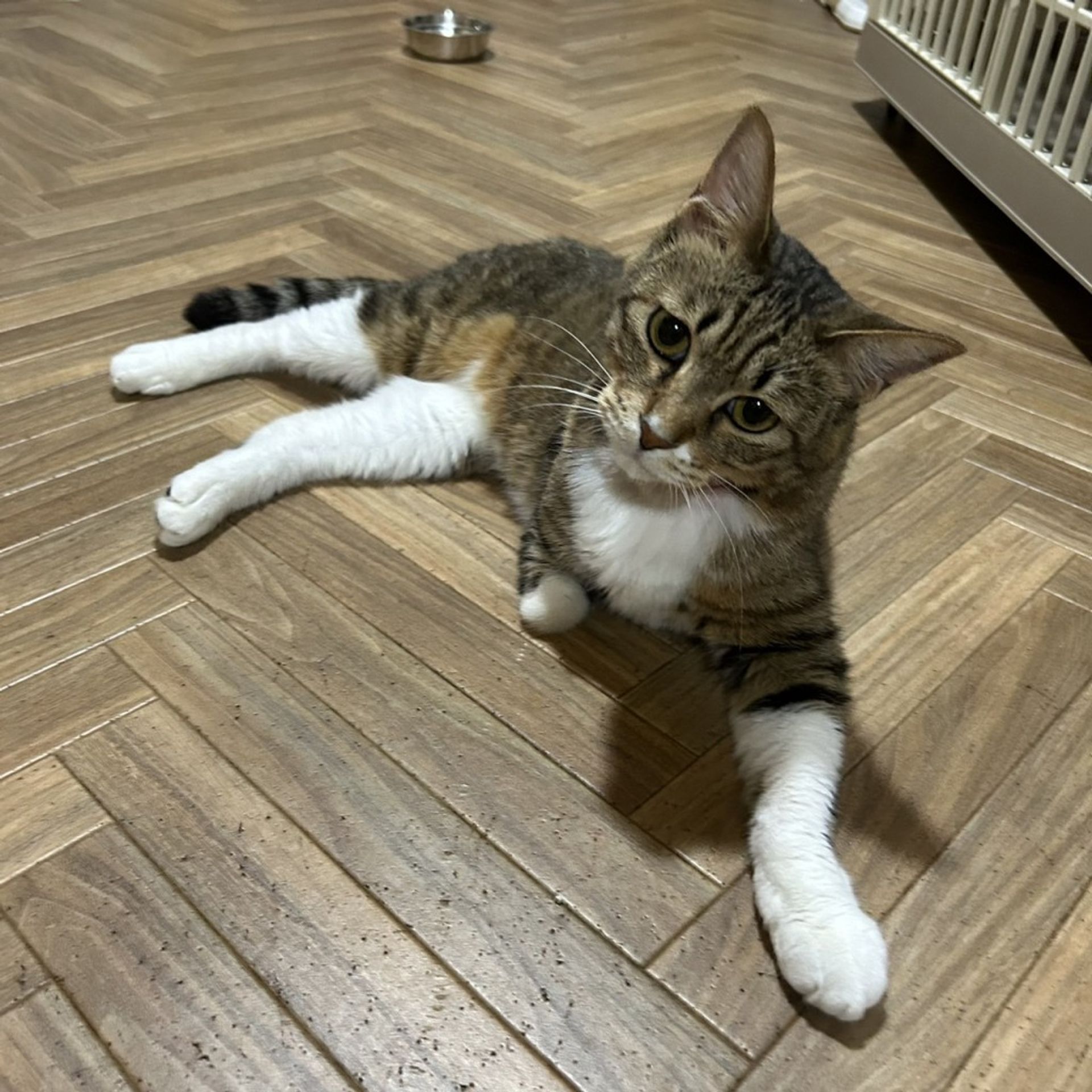 雑種（ミックス猫）・オスの里親募集の写真
