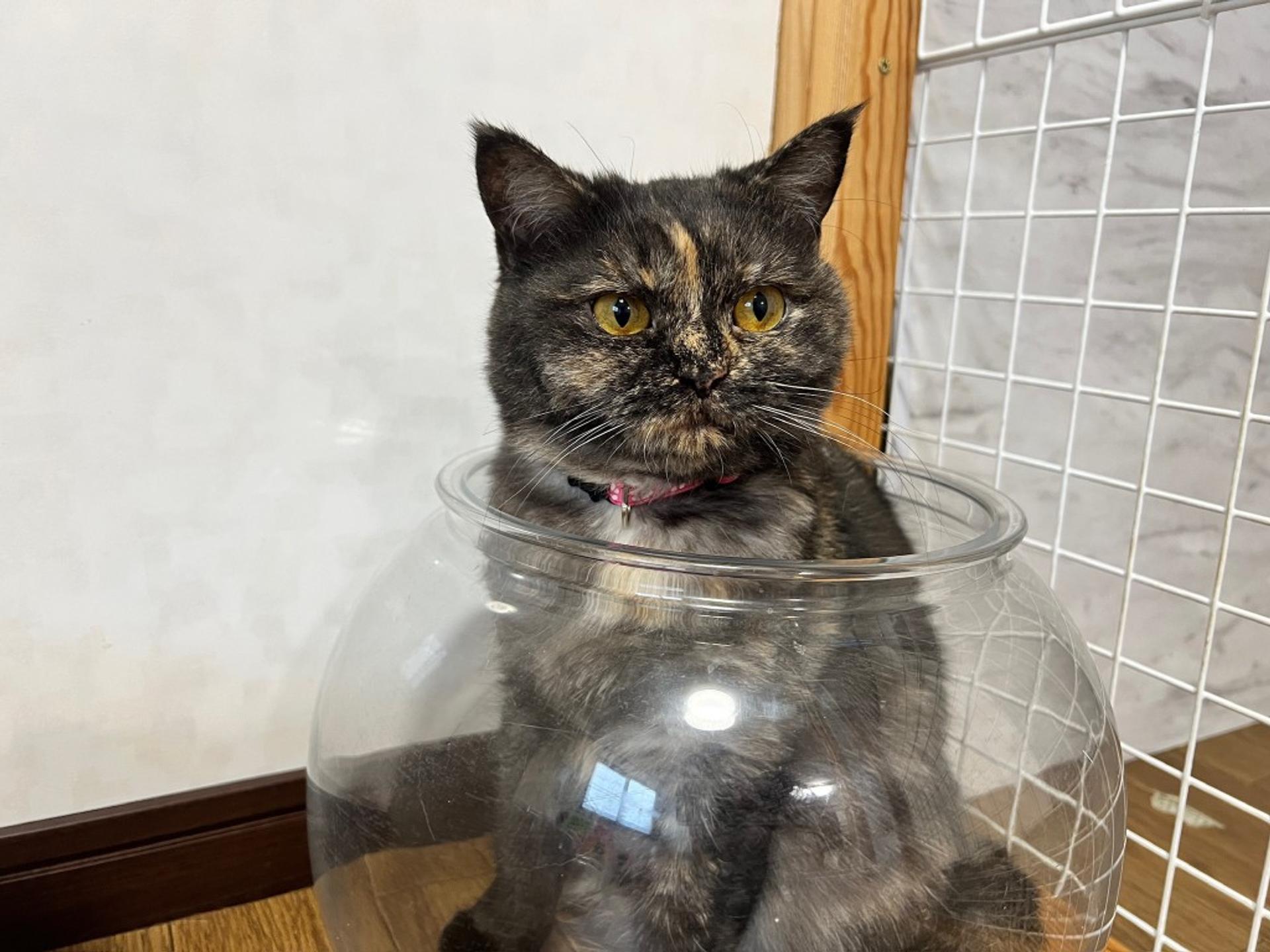 pet-image-5