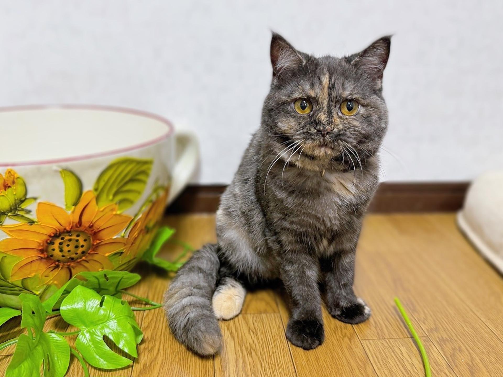 pet-image-3