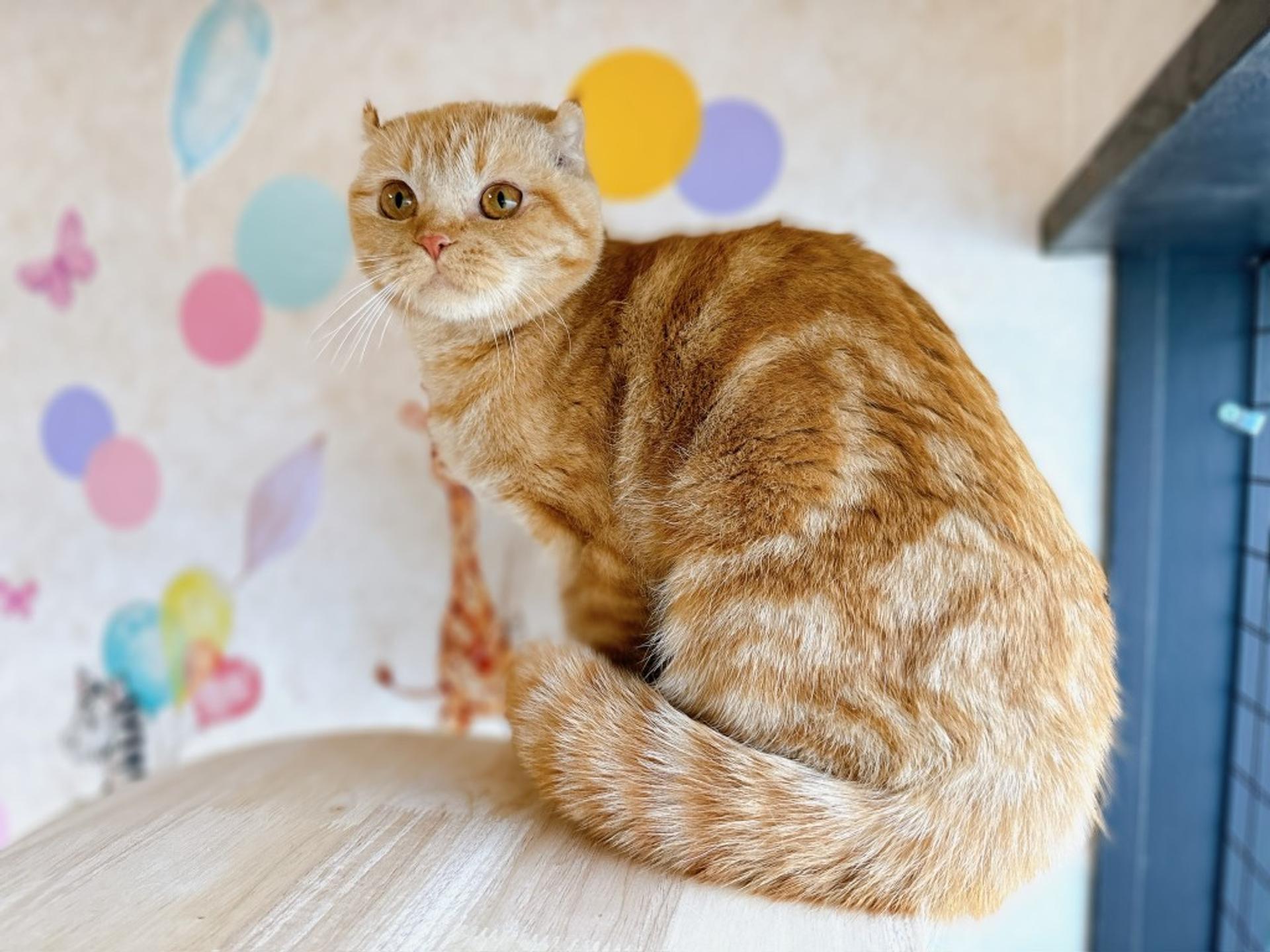 pet-image-5