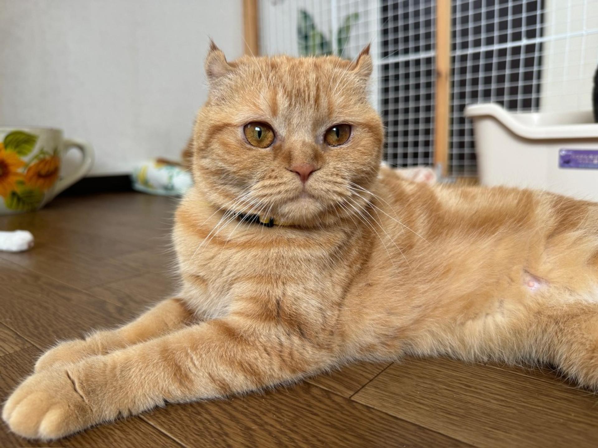 pet-image-7