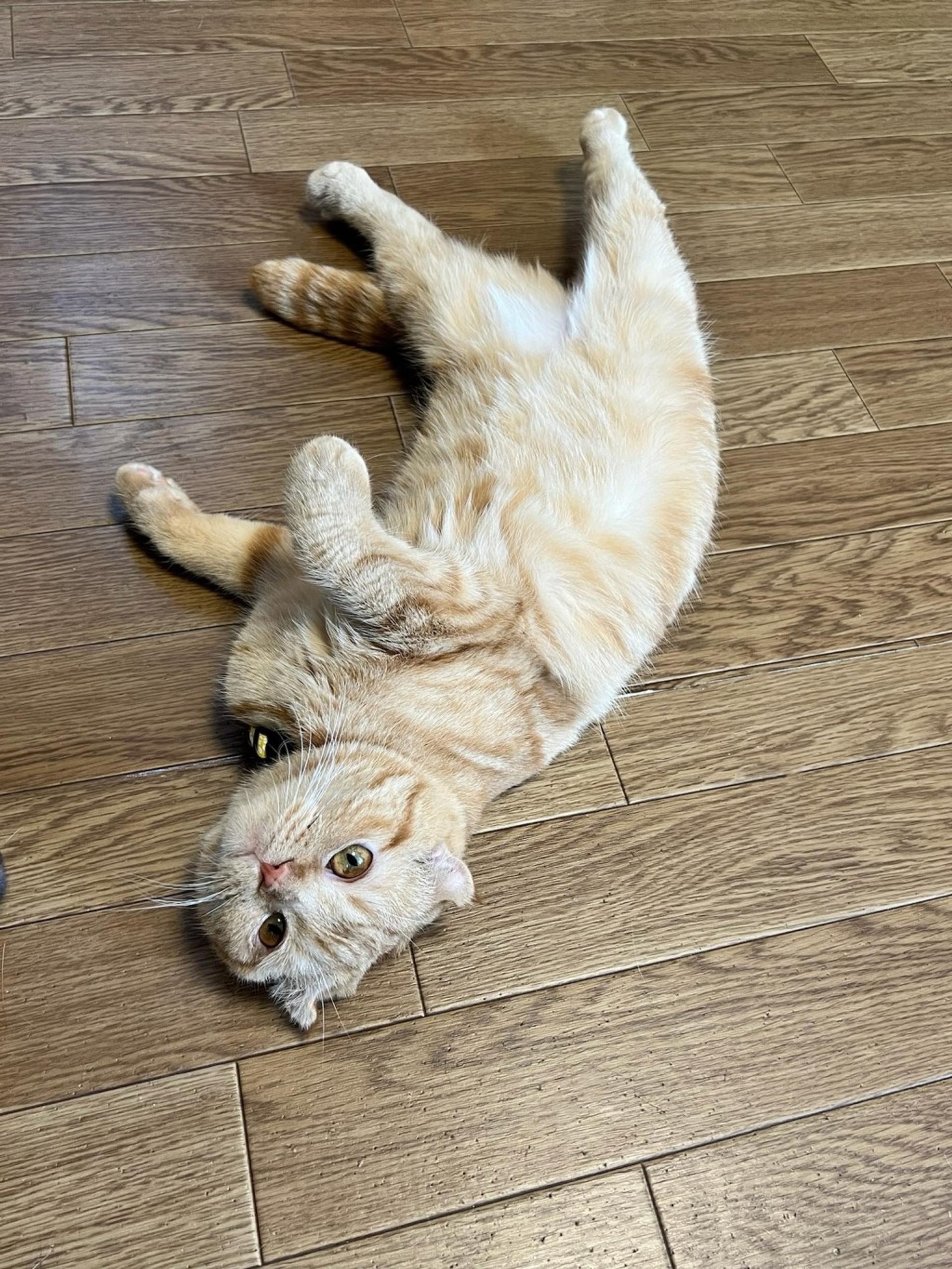 pet-image-3