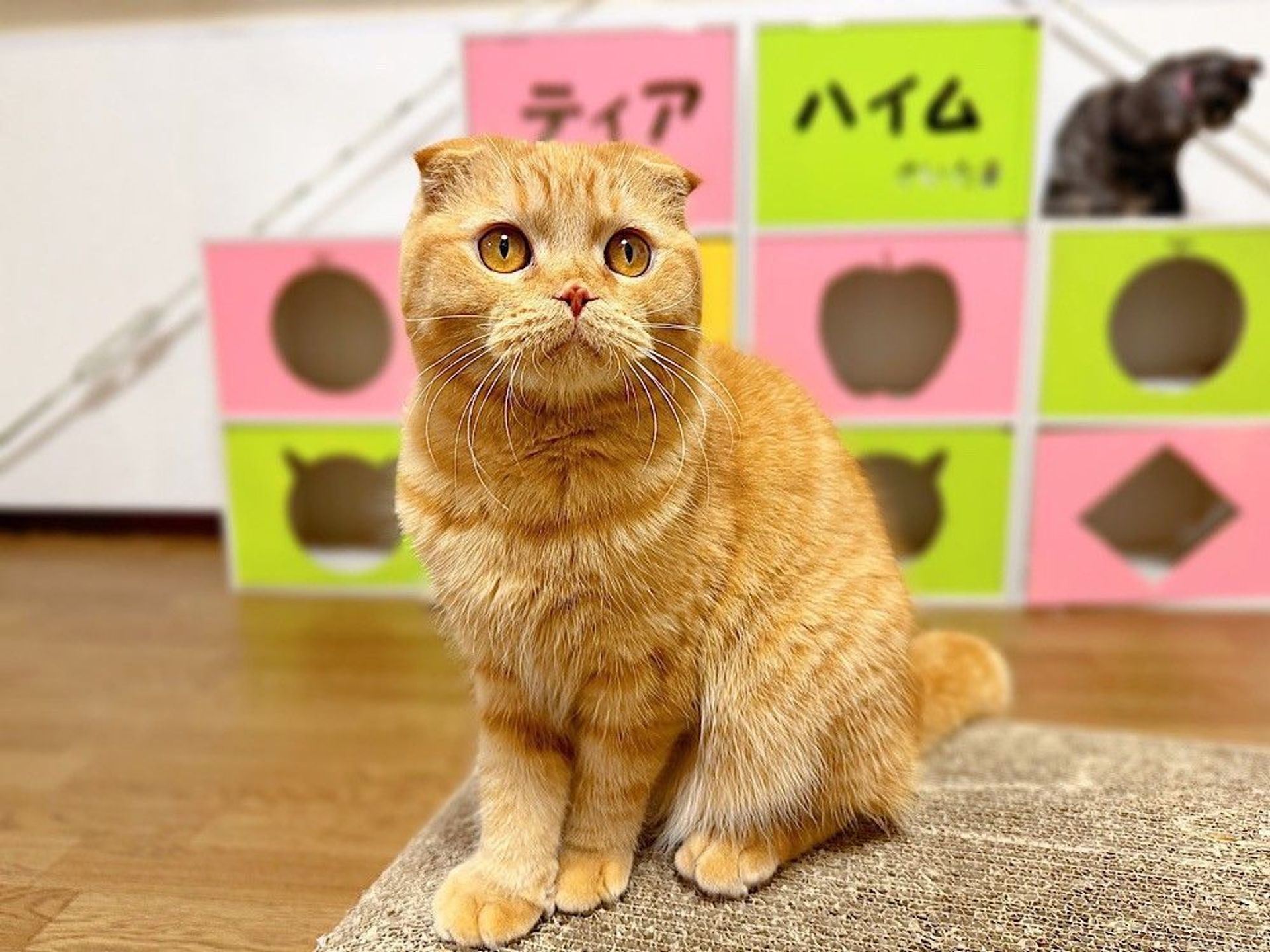 スコティッシュフォールド・オスの里親募集の写真