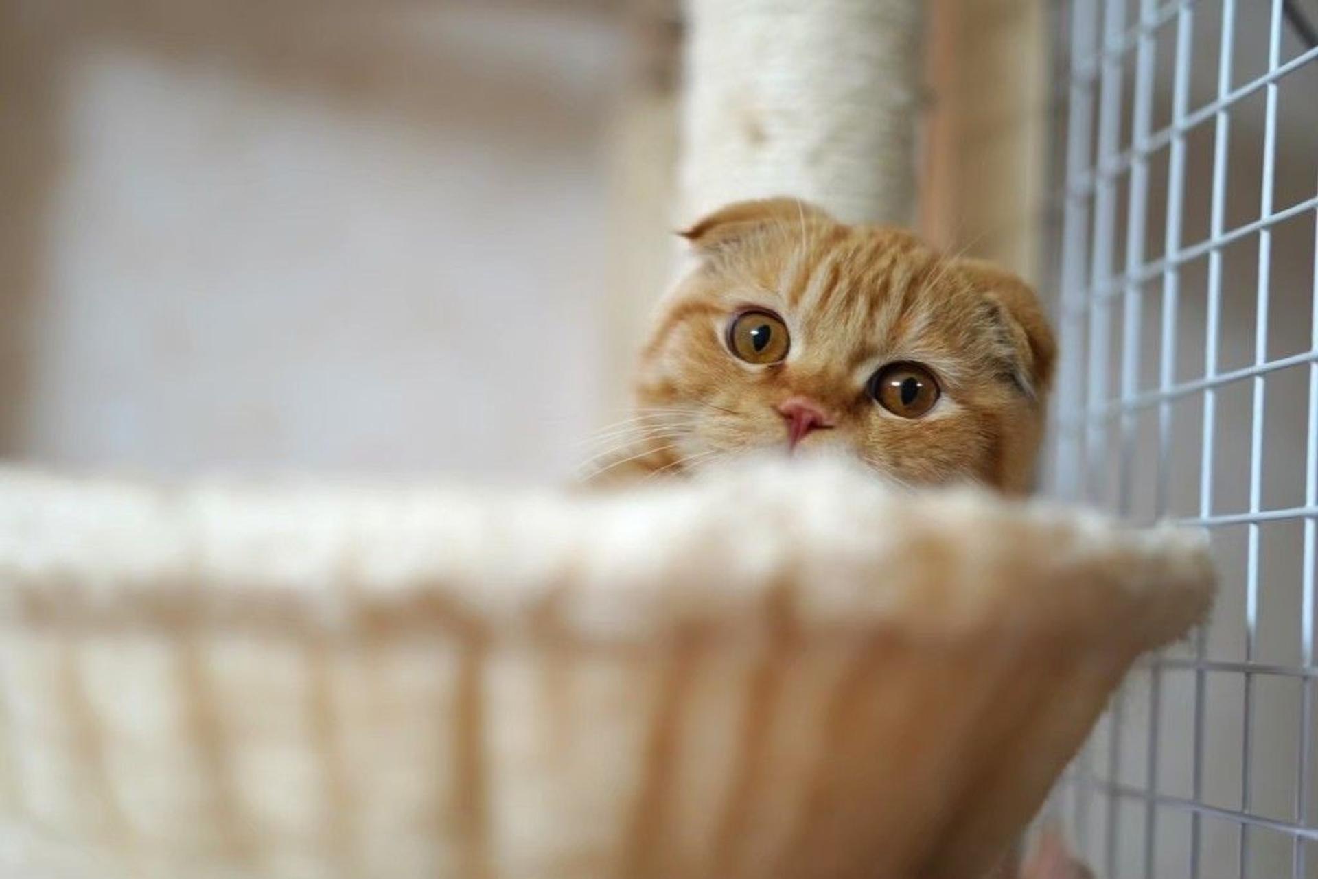 pet-image-7