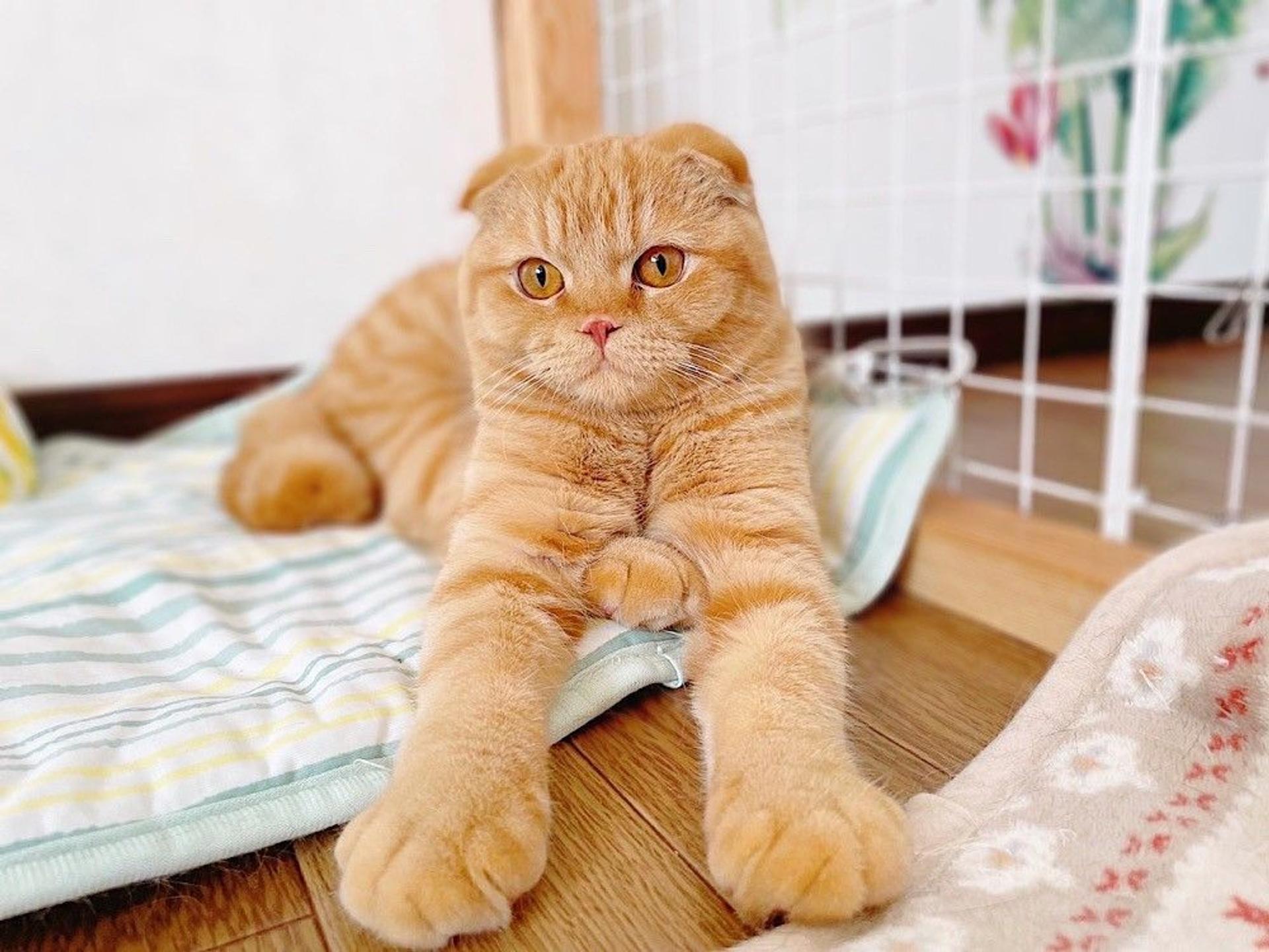 pet-image-4