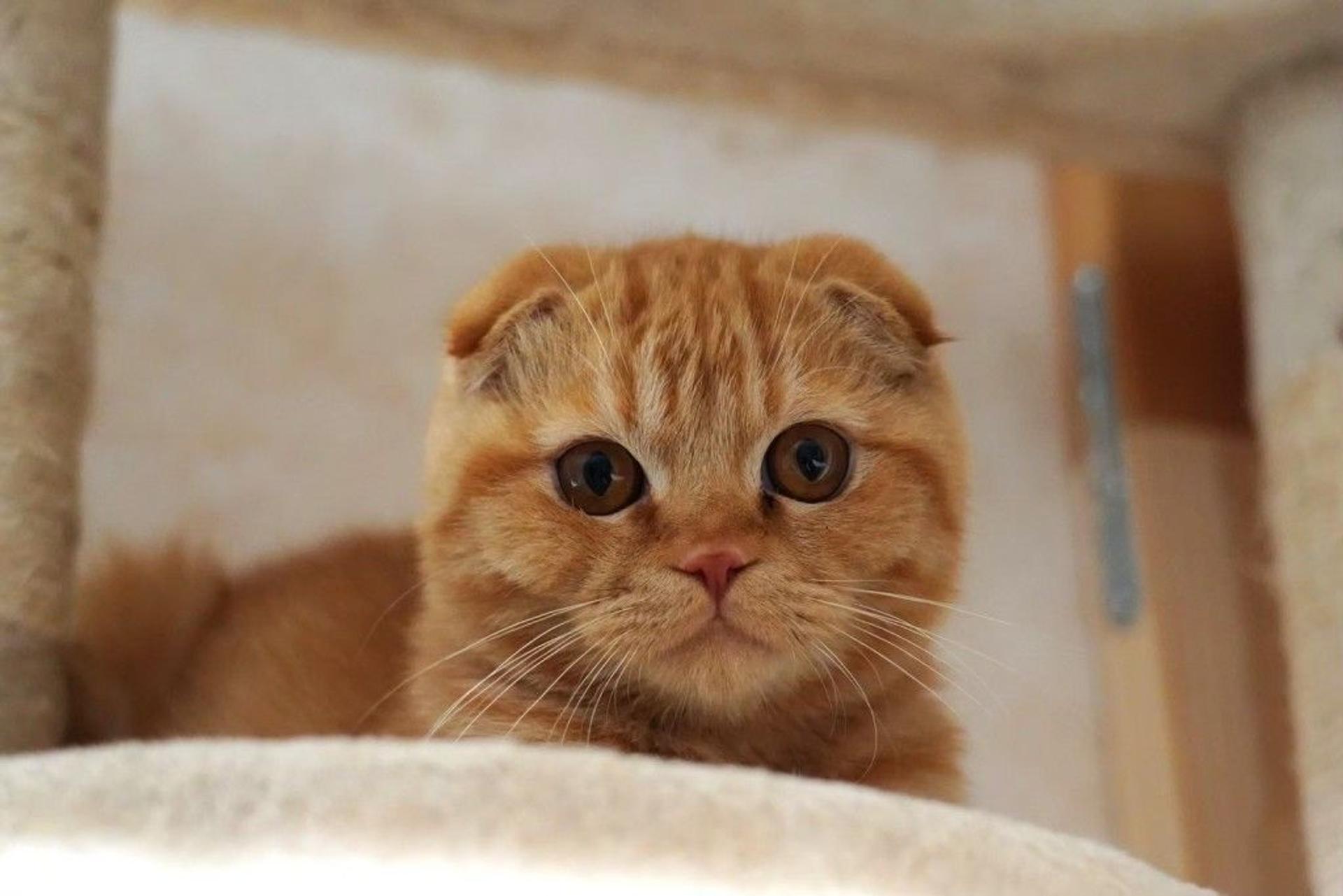pet-image-8