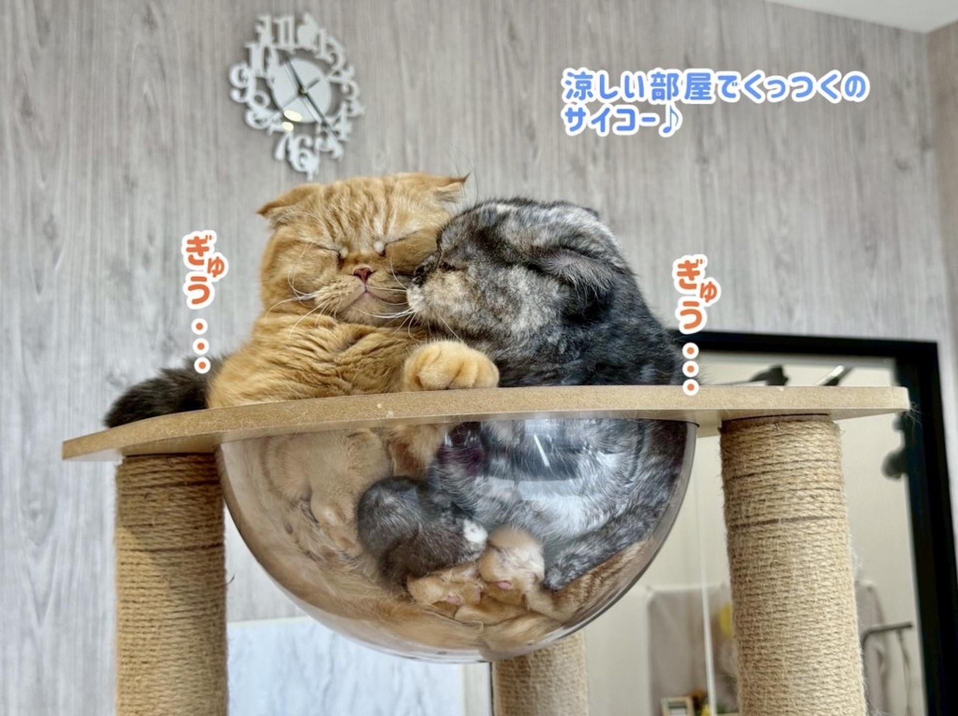 pet-image-10