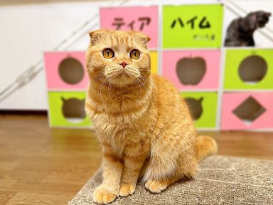 ダリくん