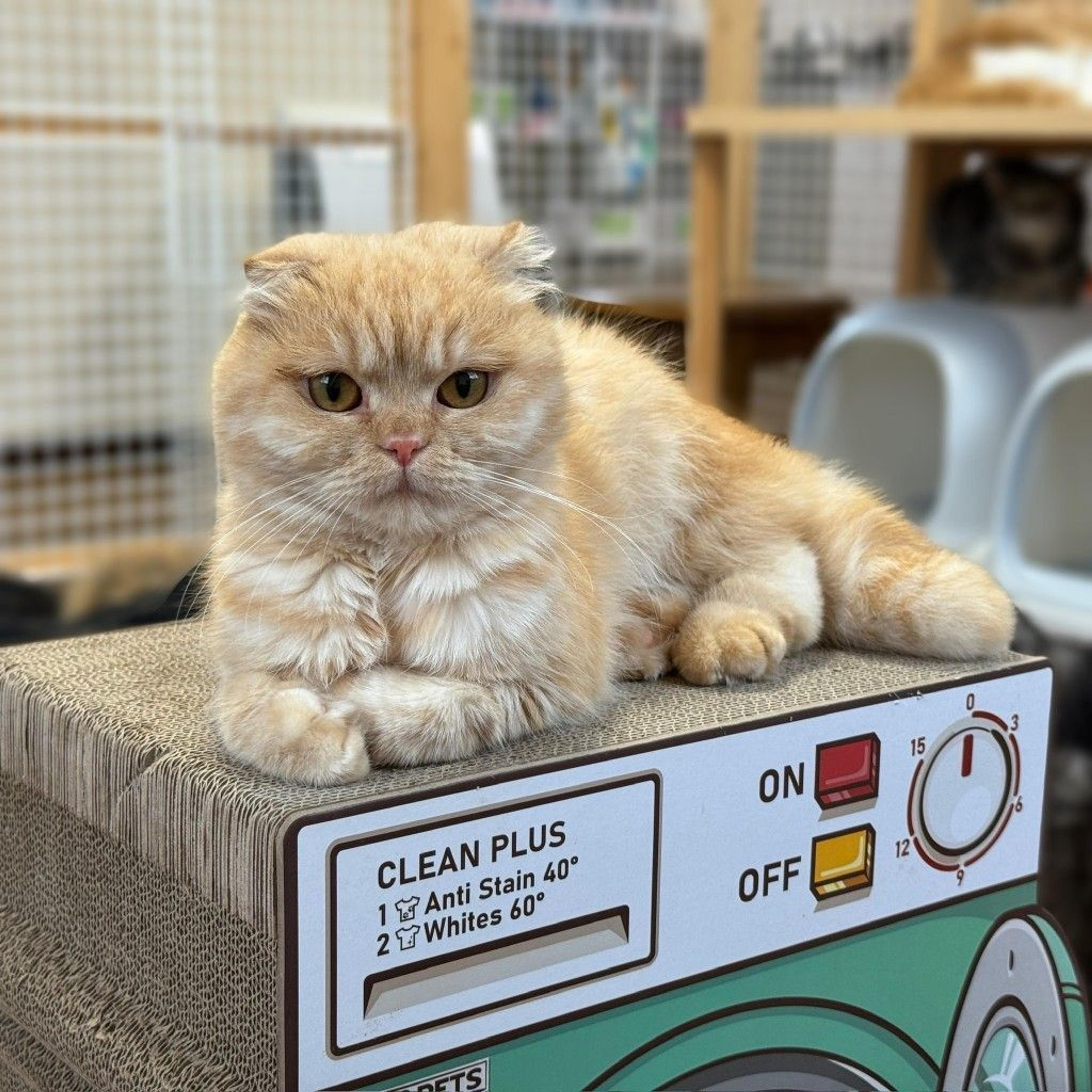 pet-image-2