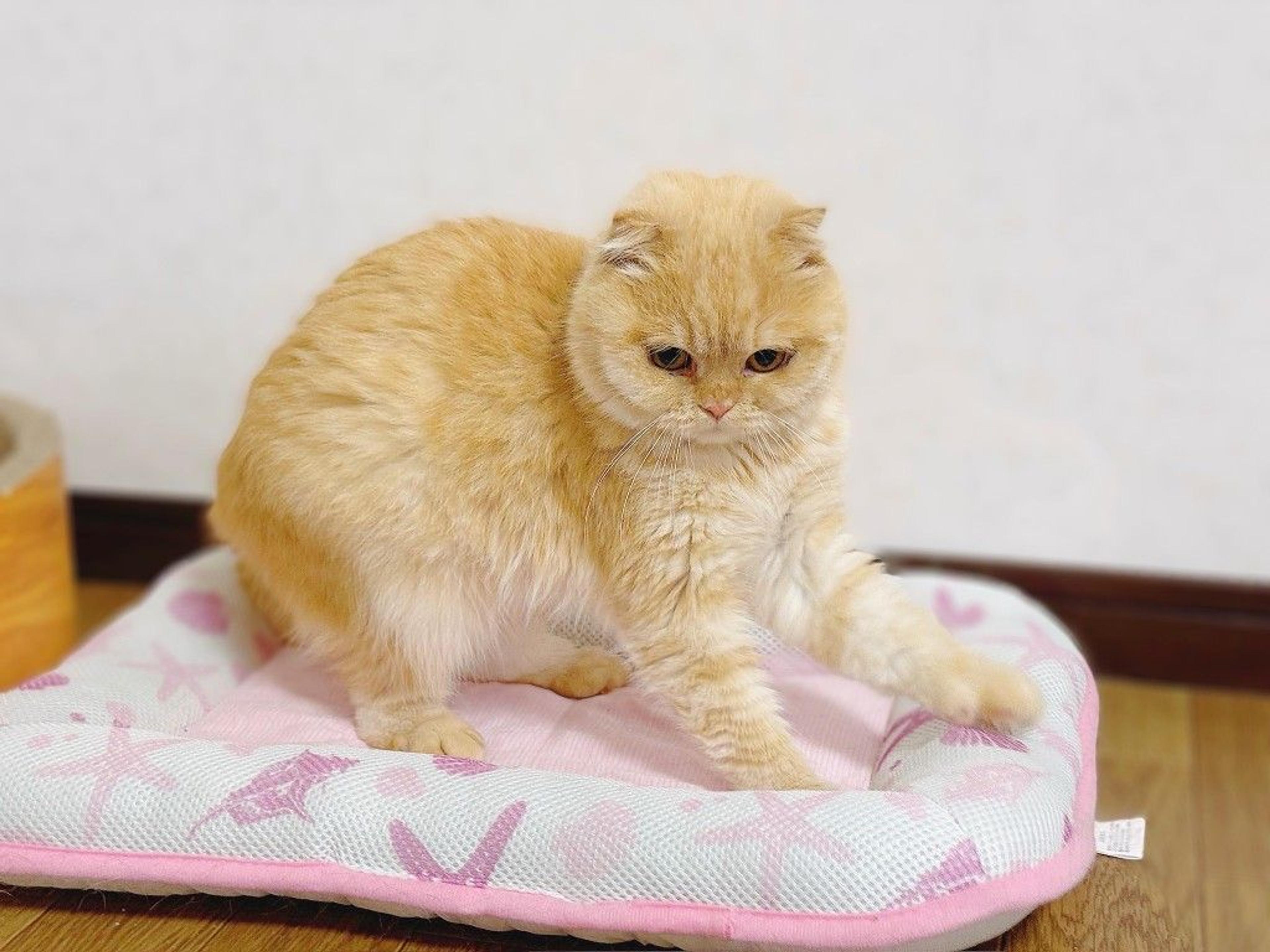 pet-image-4
