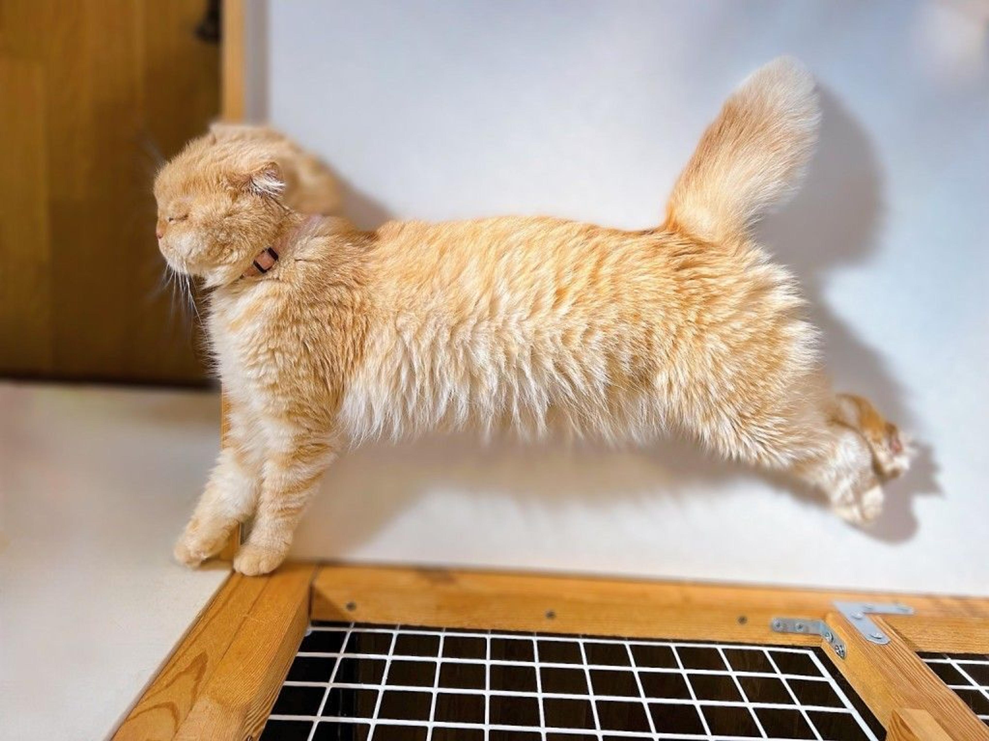 pet-image-6
