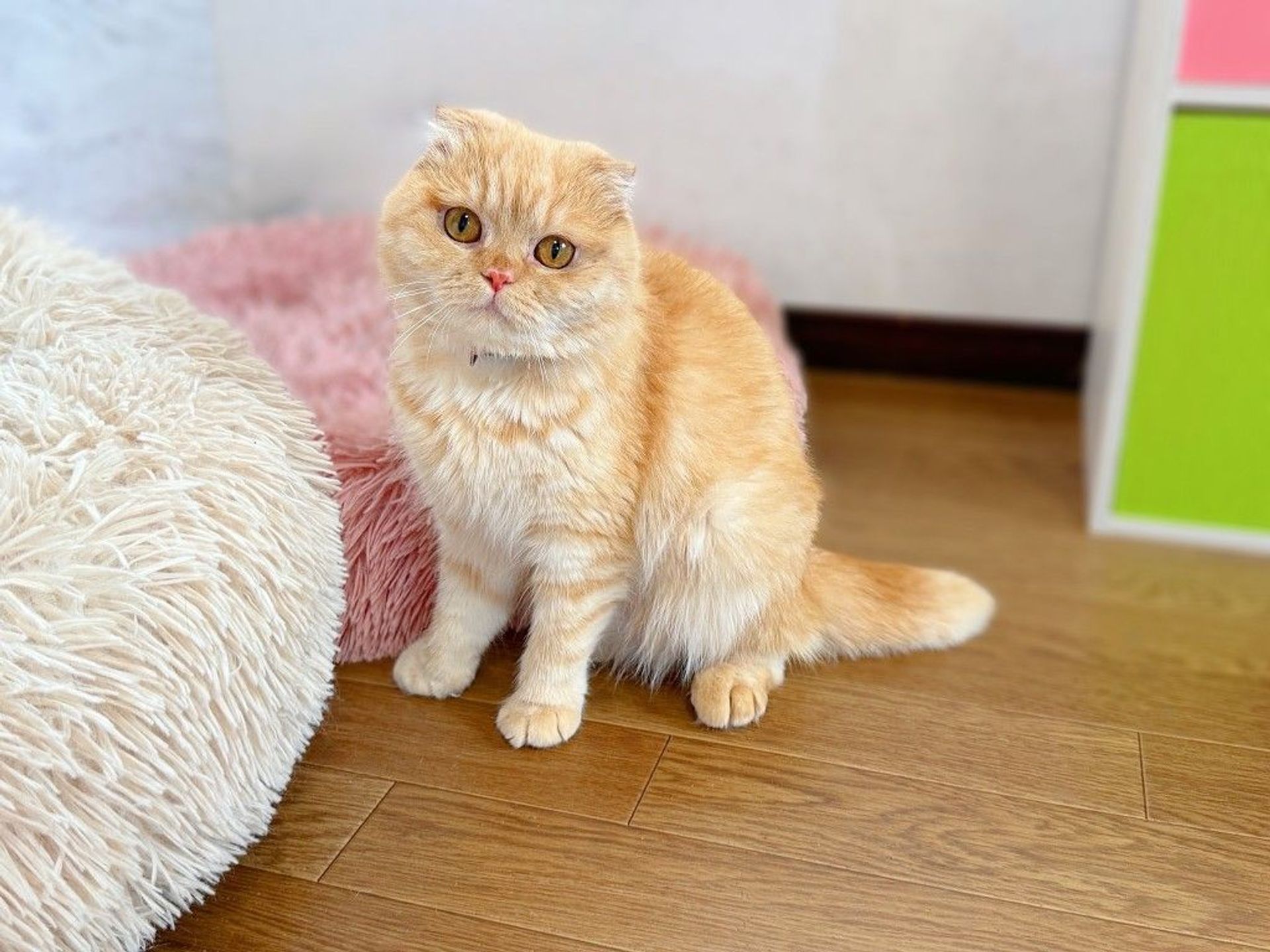 スコティッシュフォールド・メスの里親募集の写真
