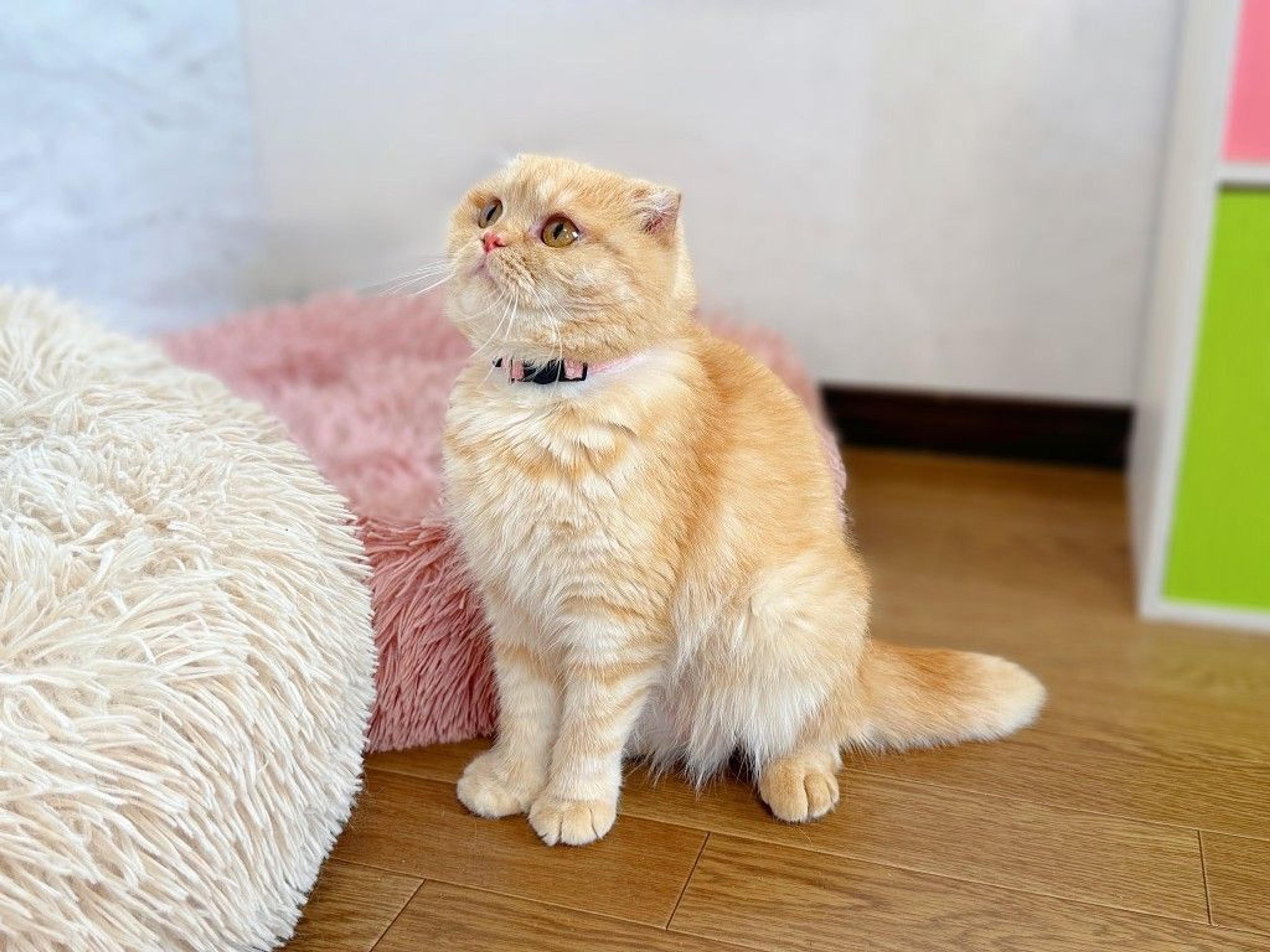 pet-image-7