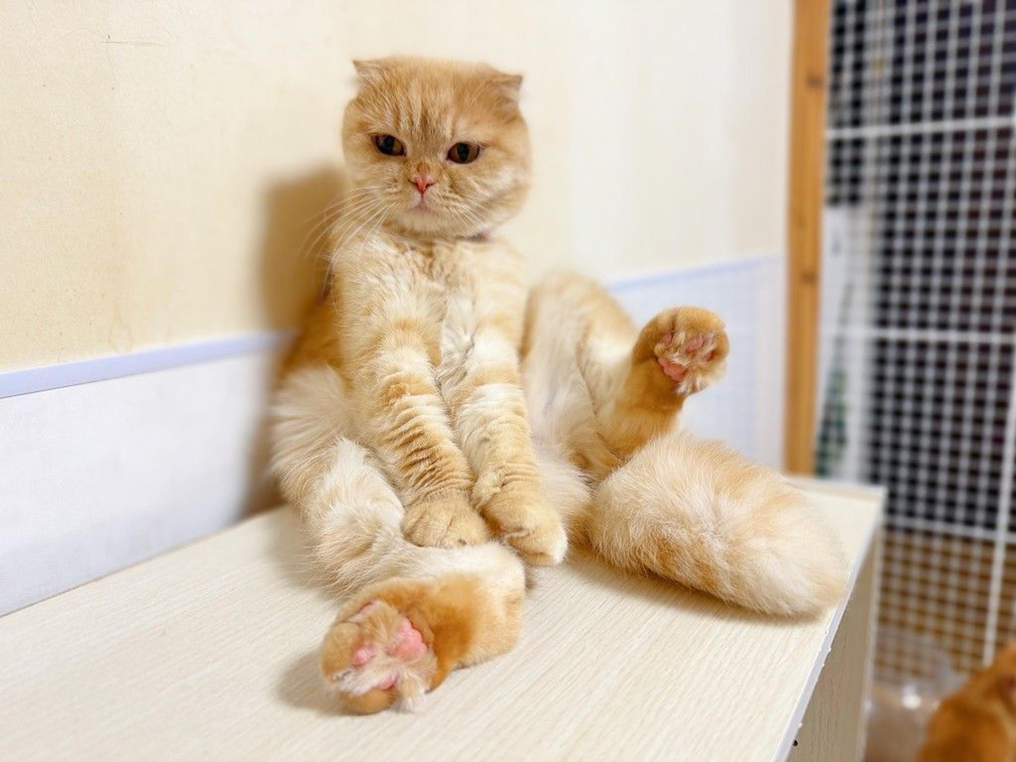 pet-image-3