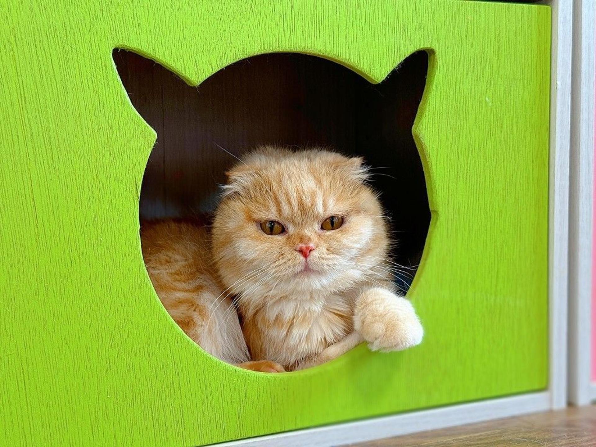 pet-image-8