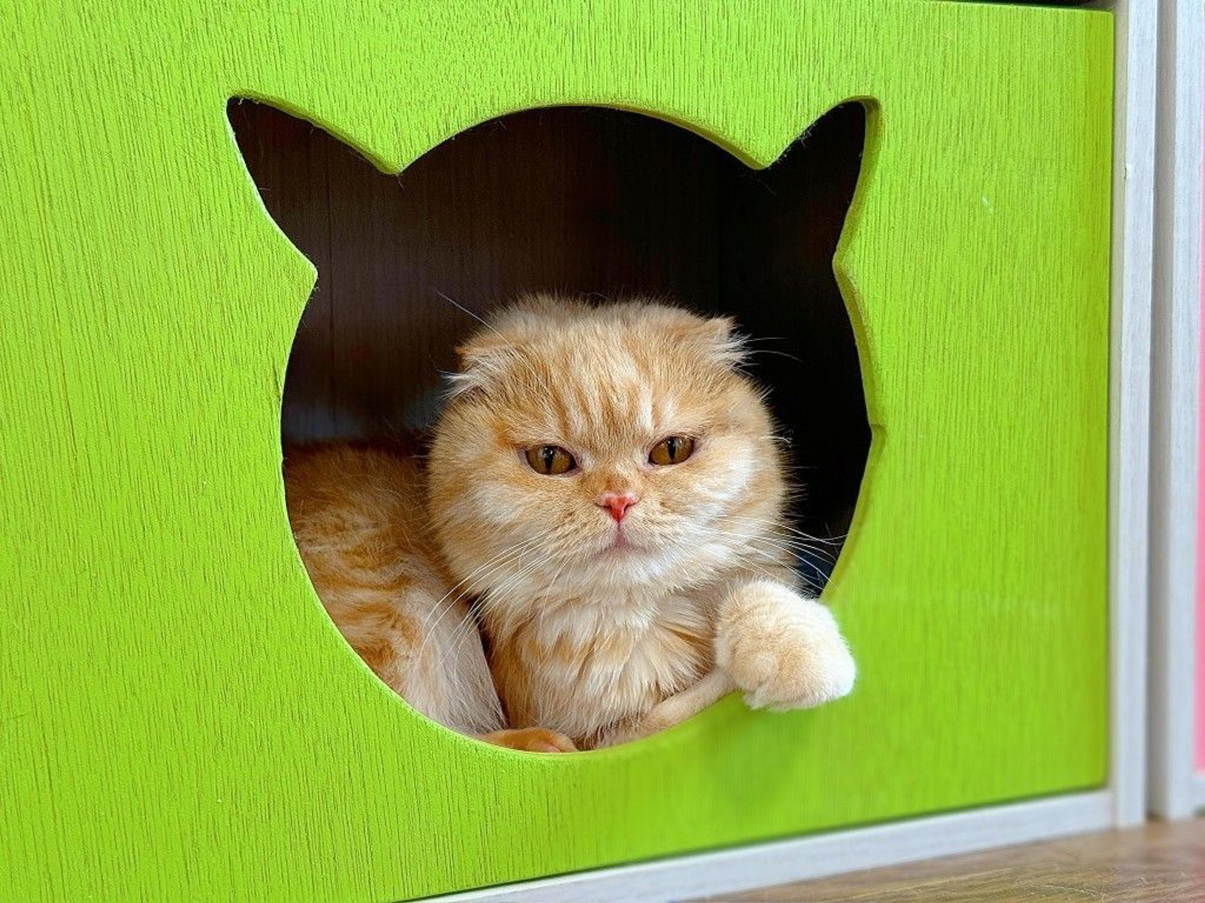 pet-image-8