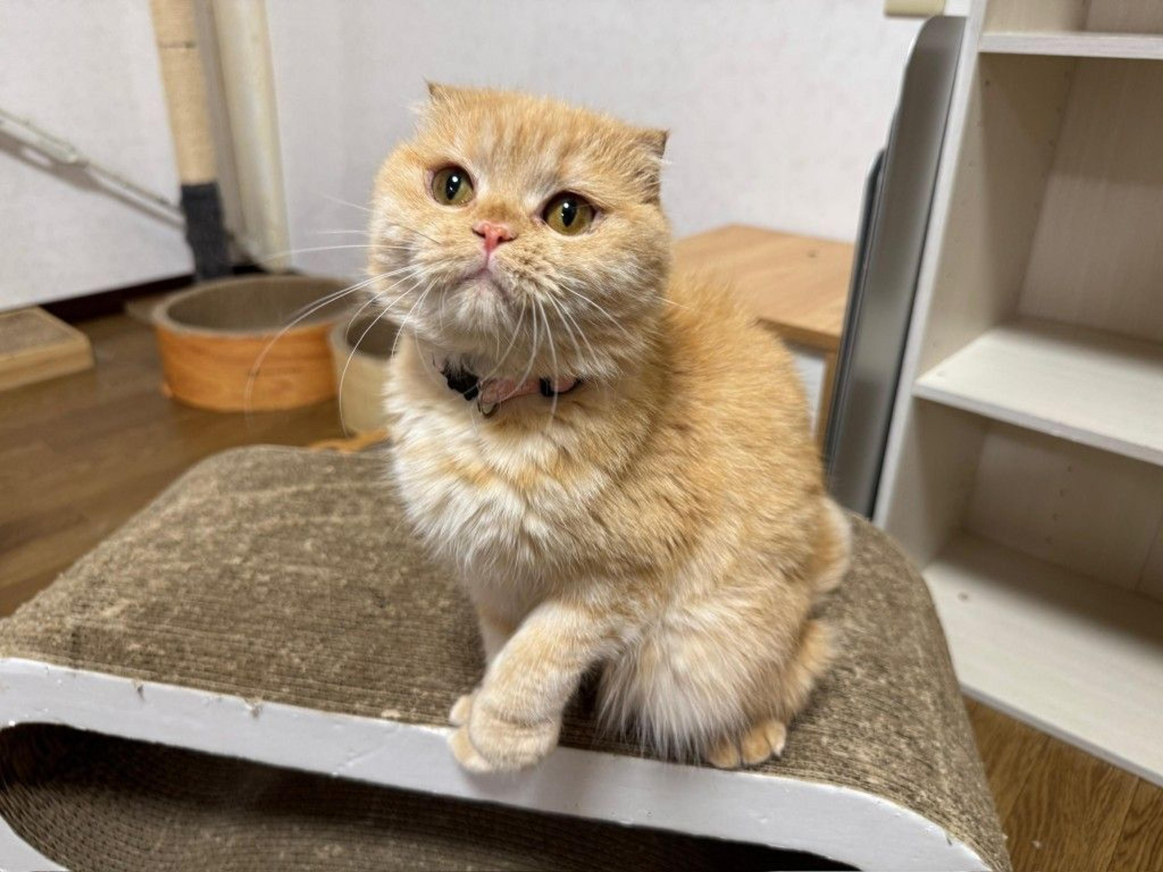 pet-image-5
