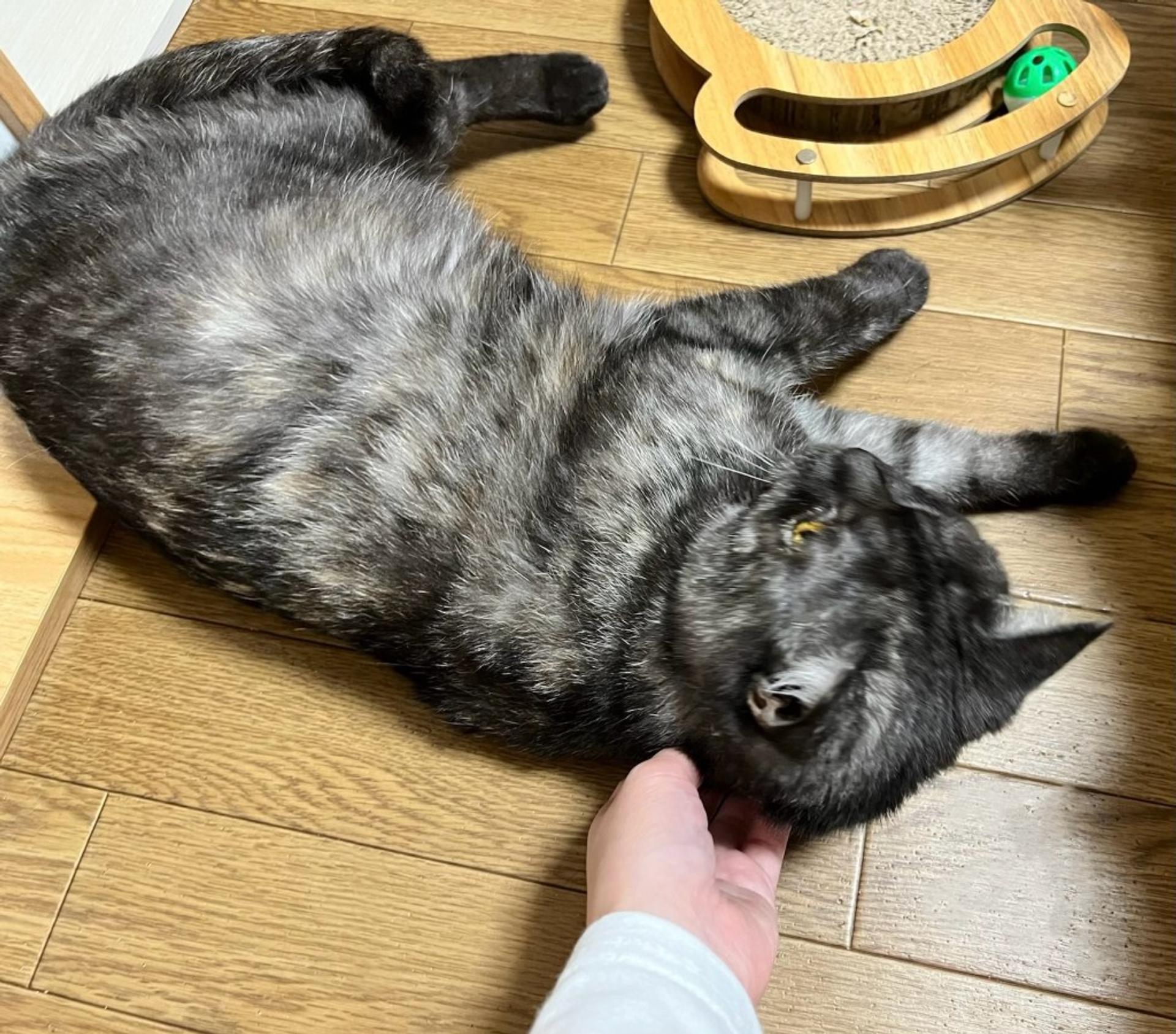 pet-image-8