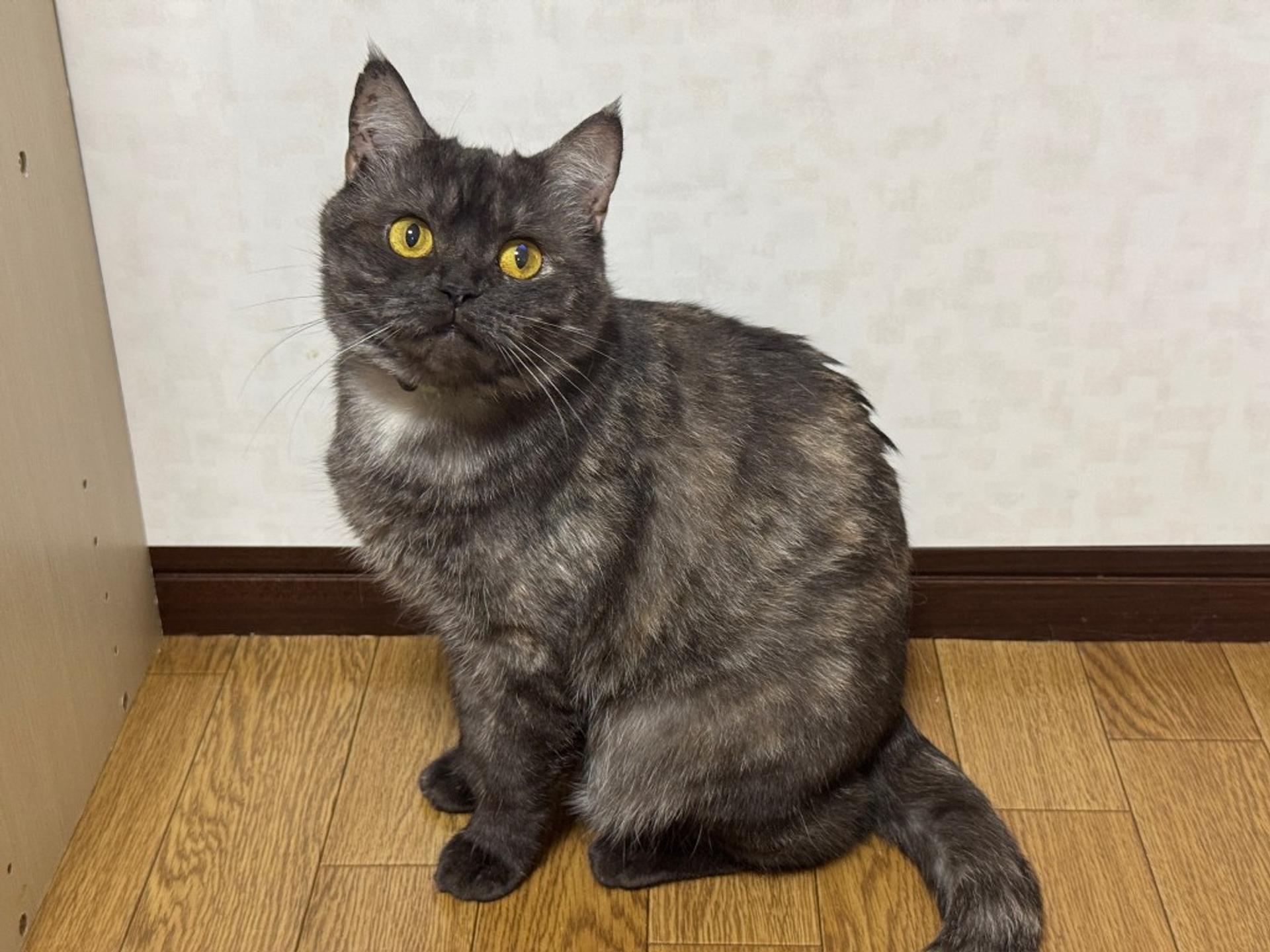 pet-image-4