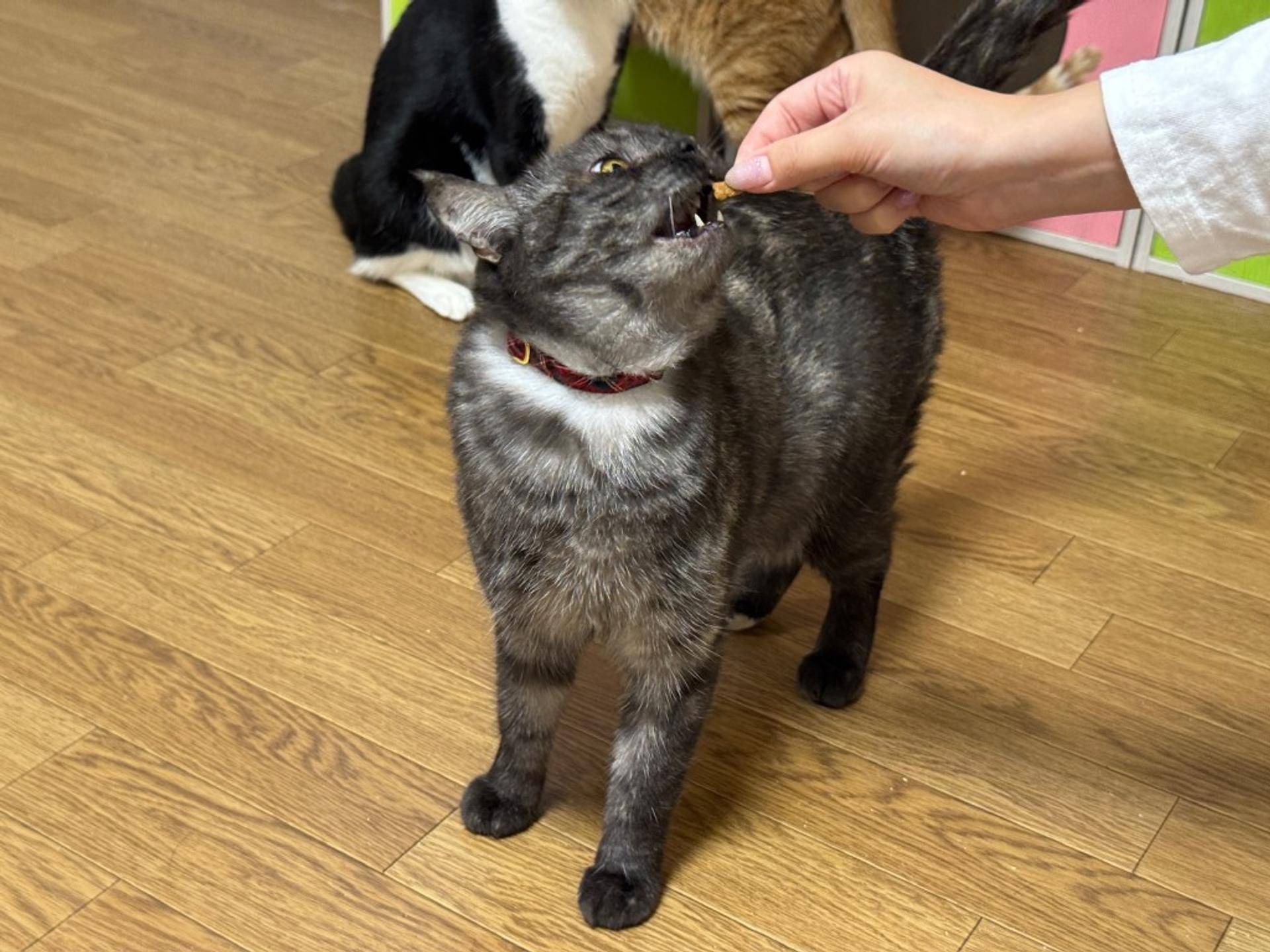pet-image-5