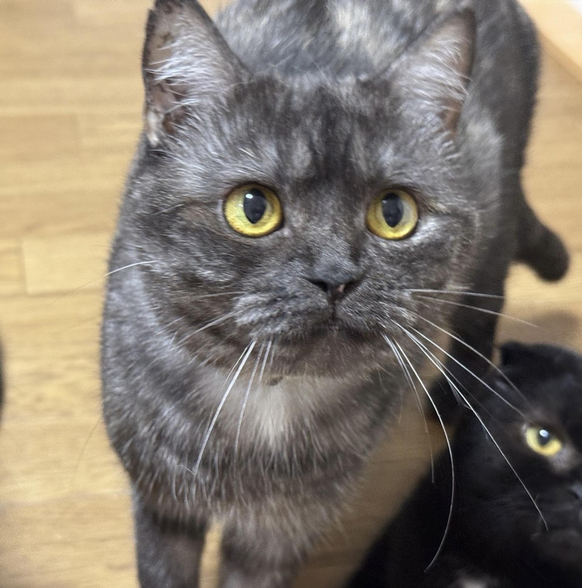 pet-image-2