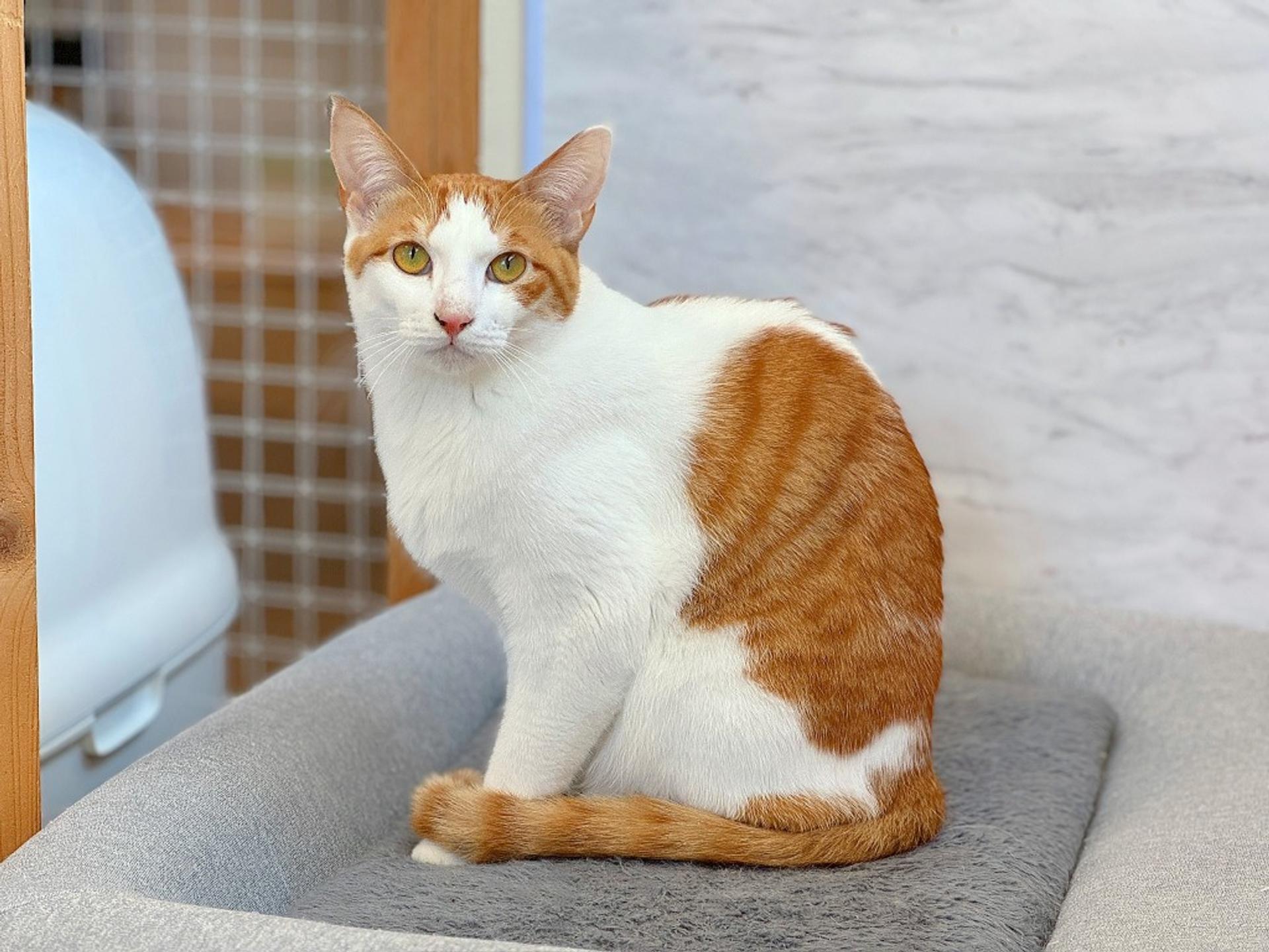 pet-image-2