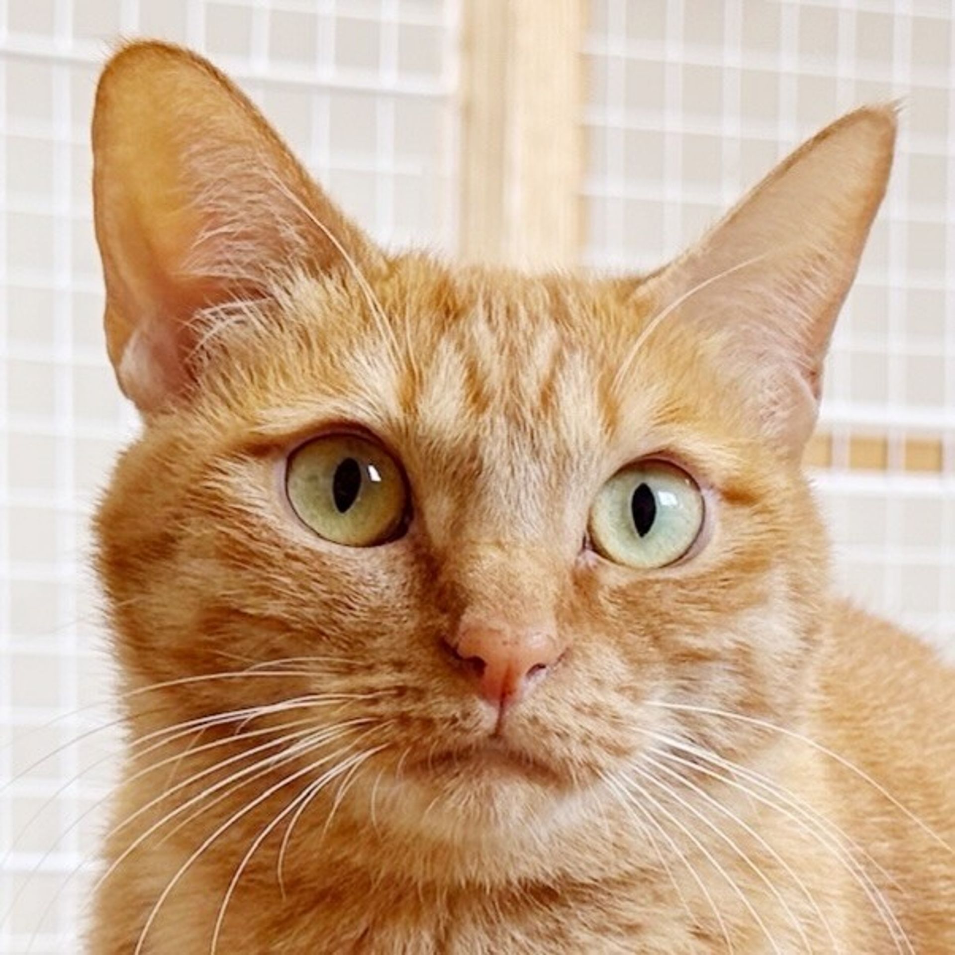 雑種（ミックス猫）・メスの里親募集の写真