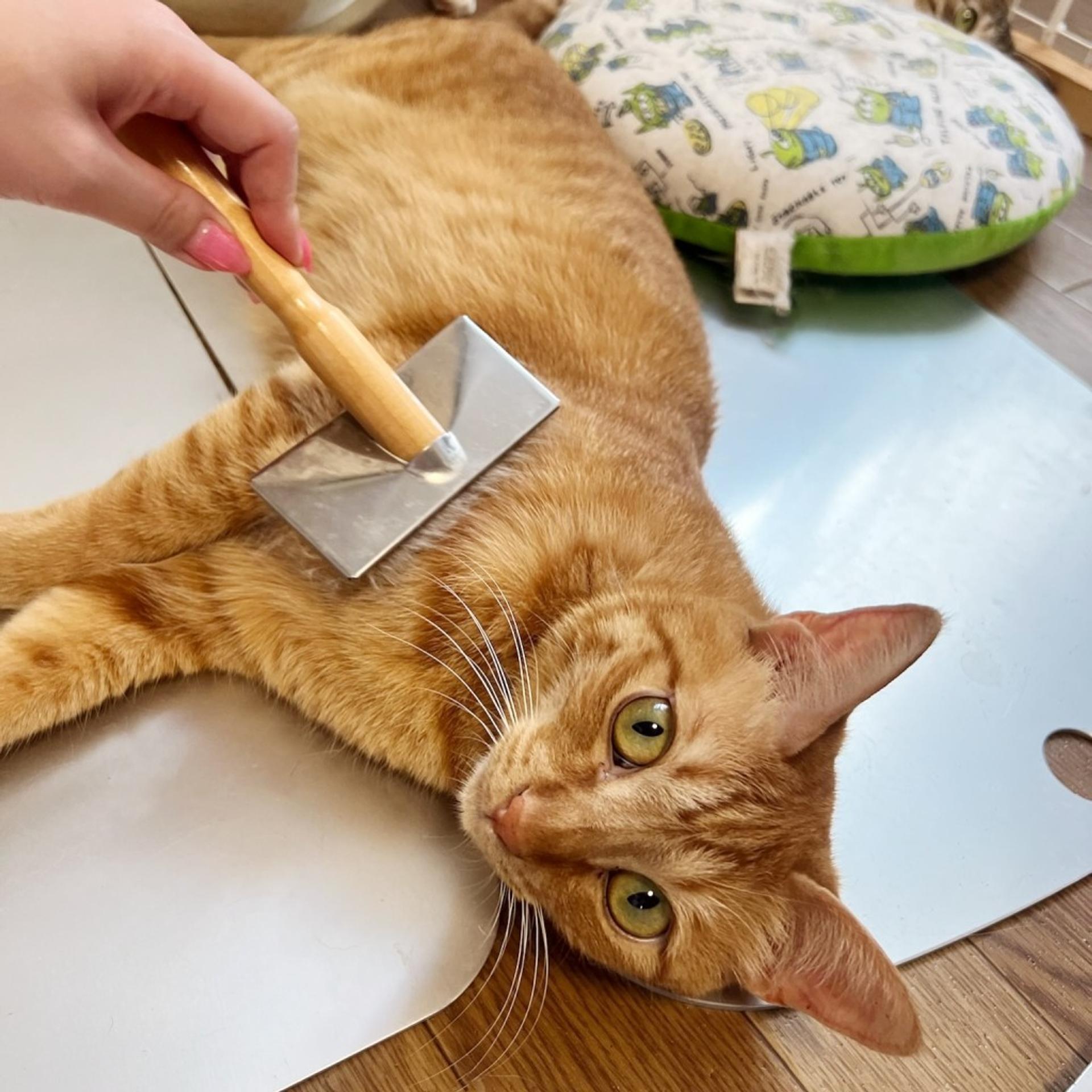 pet-image-4