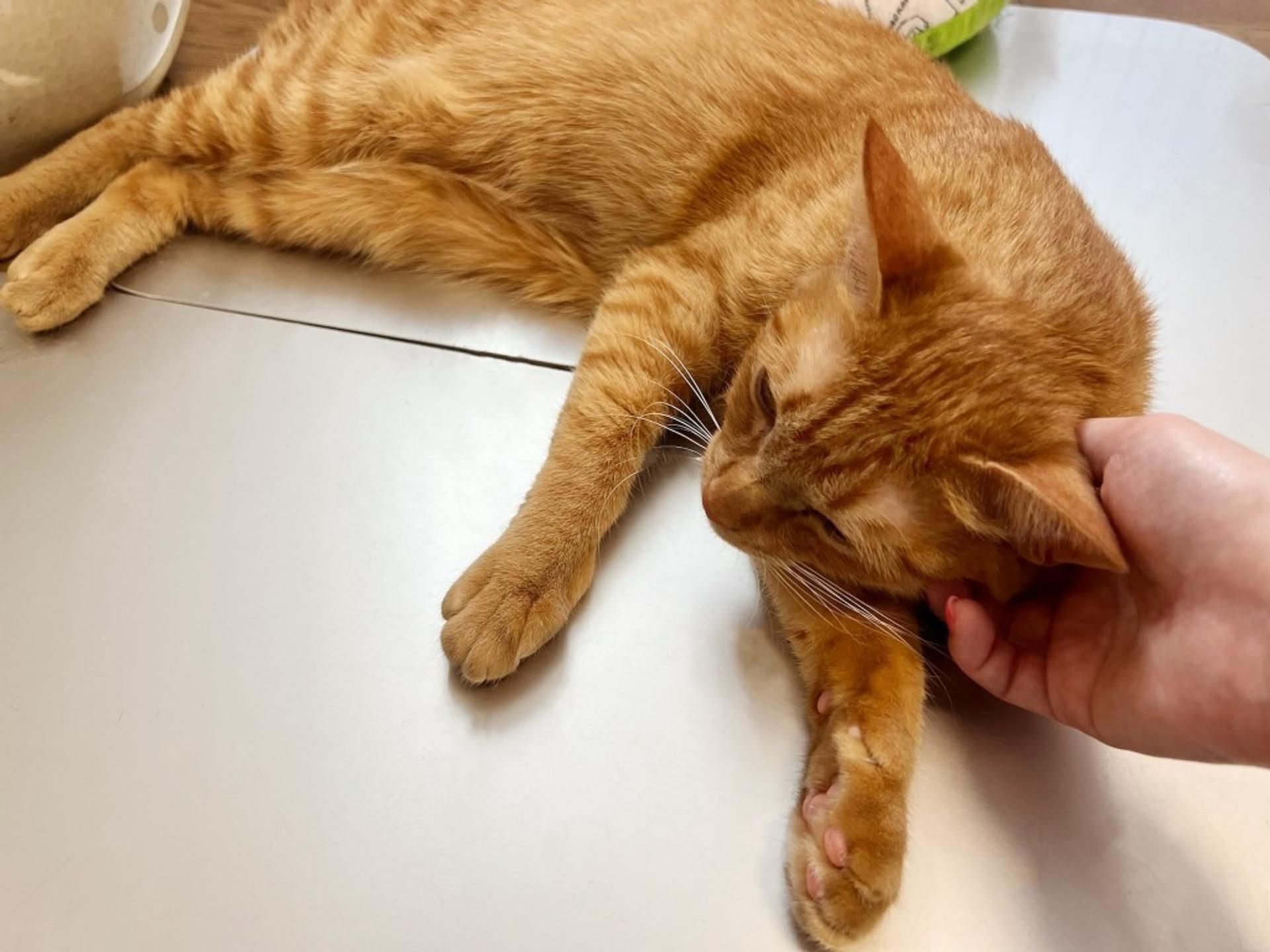 pet-image-5